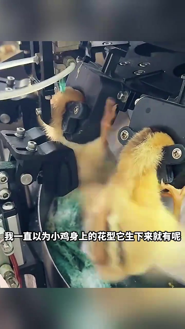 小鸡身上的花纹竟是后期纹上,科技真惊人!