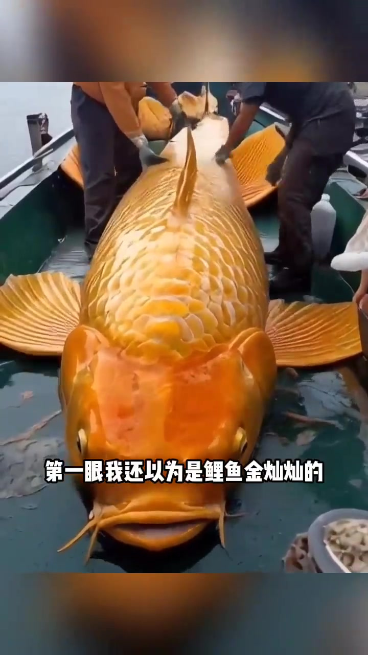惊呆了!超大金色鲶鱼让人疑惑变异的真实面目