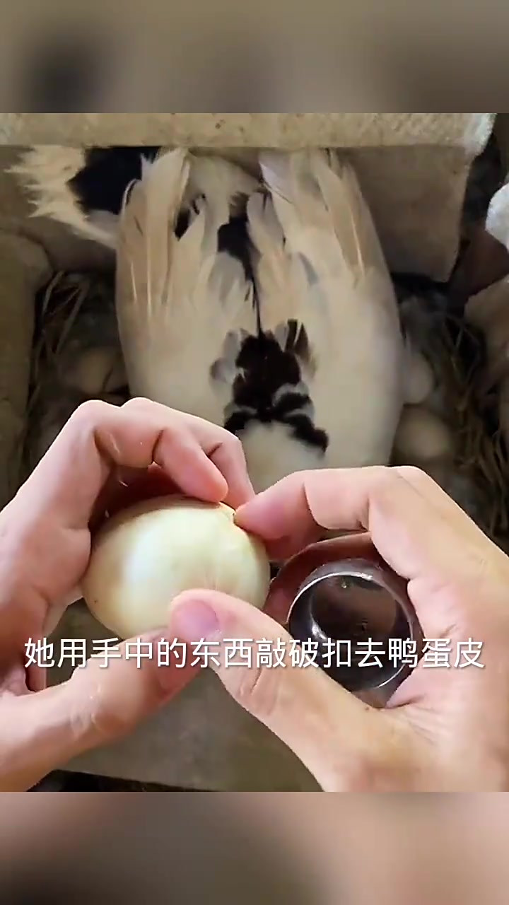 鸭妈妈身下的蛋,抠出了小鸭子!
