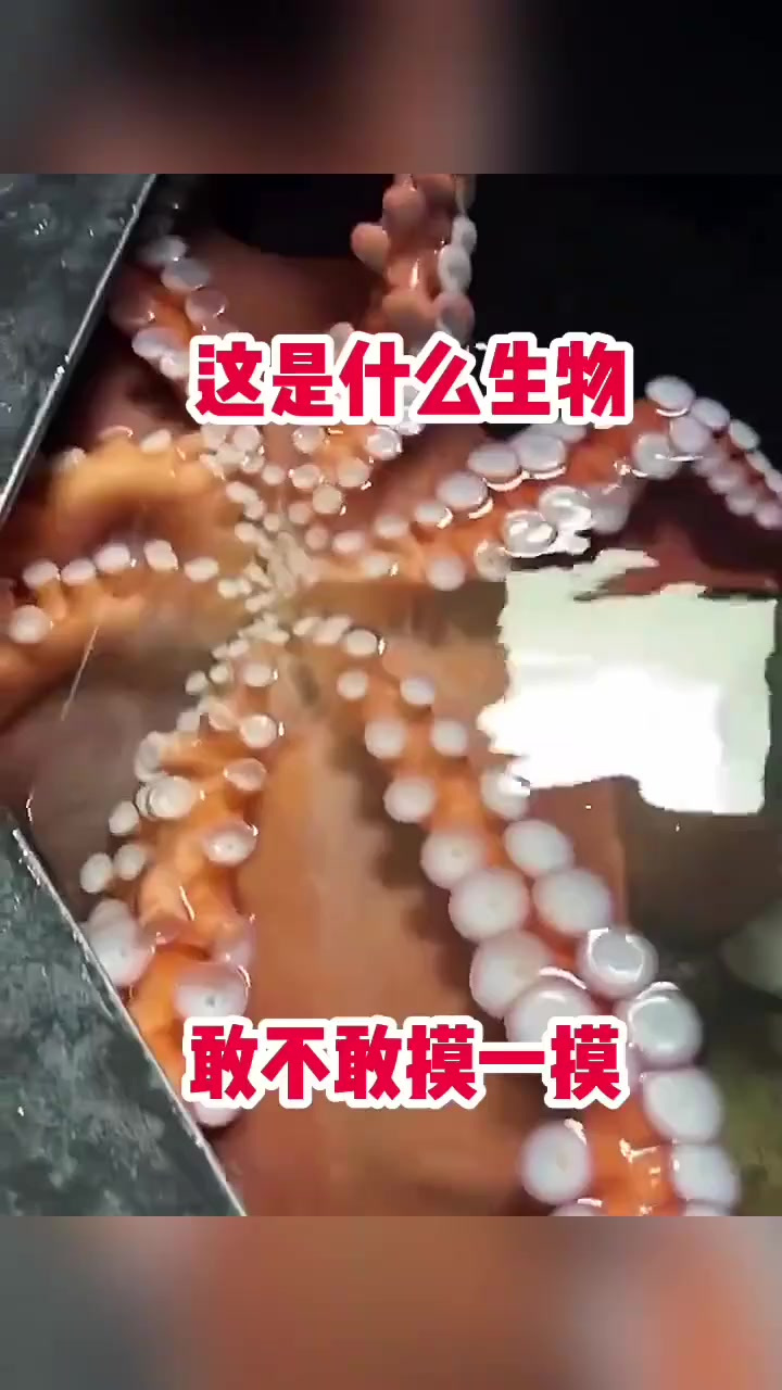 “神秘粘鱼探秘:轻触即粘,究竟是什么鱼?”