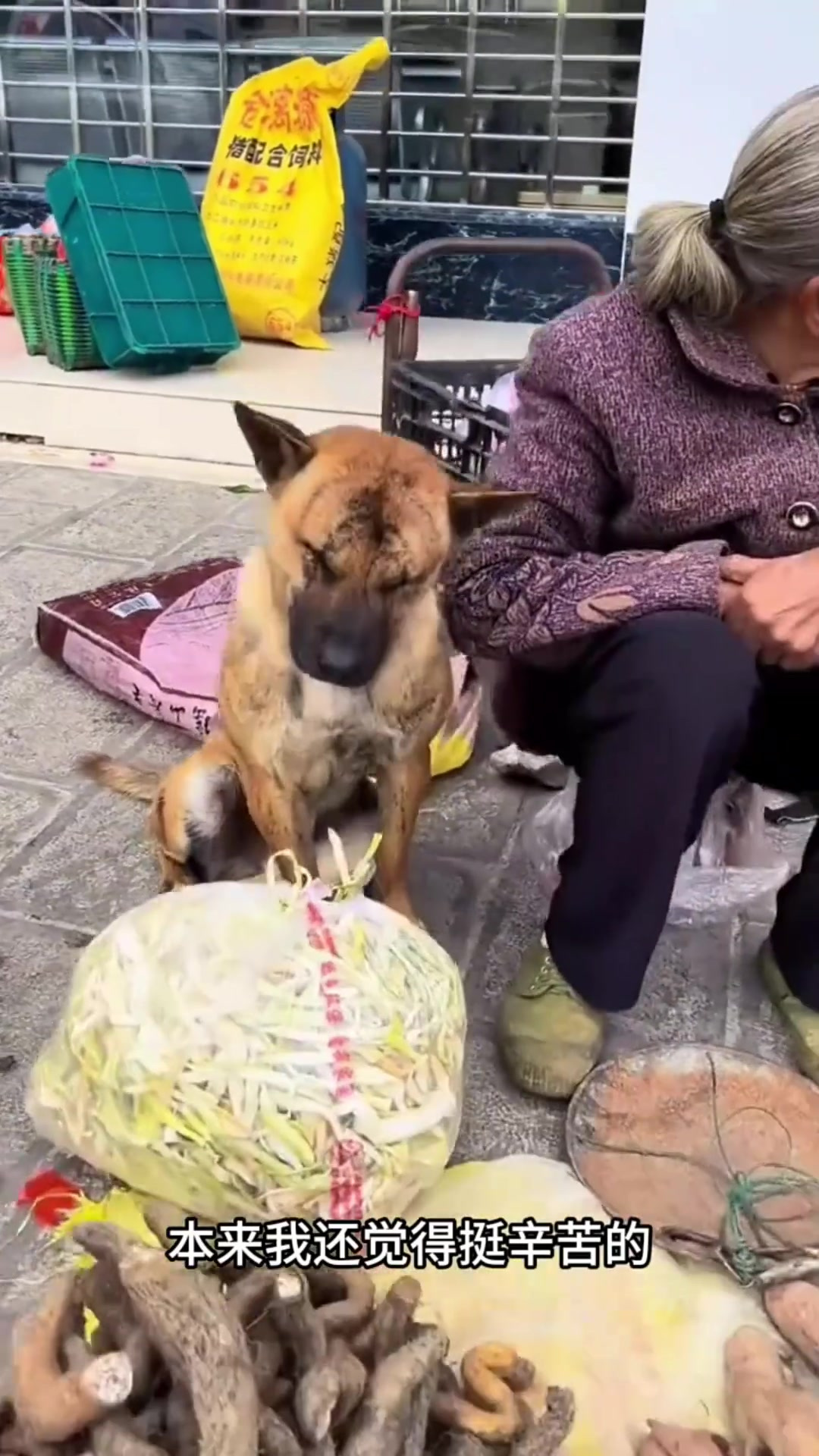 老人在路边卖菜,狗子打瞌睡引人发笑的温馨瞬间