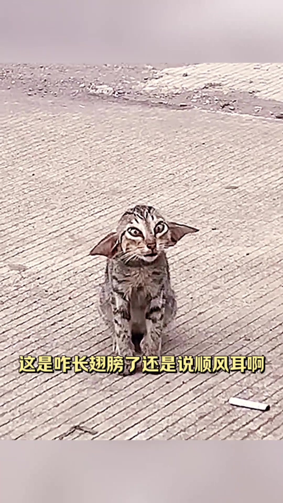 奇怪猫咪变异记:长翅膀与顺风耳引发的孤独旅程