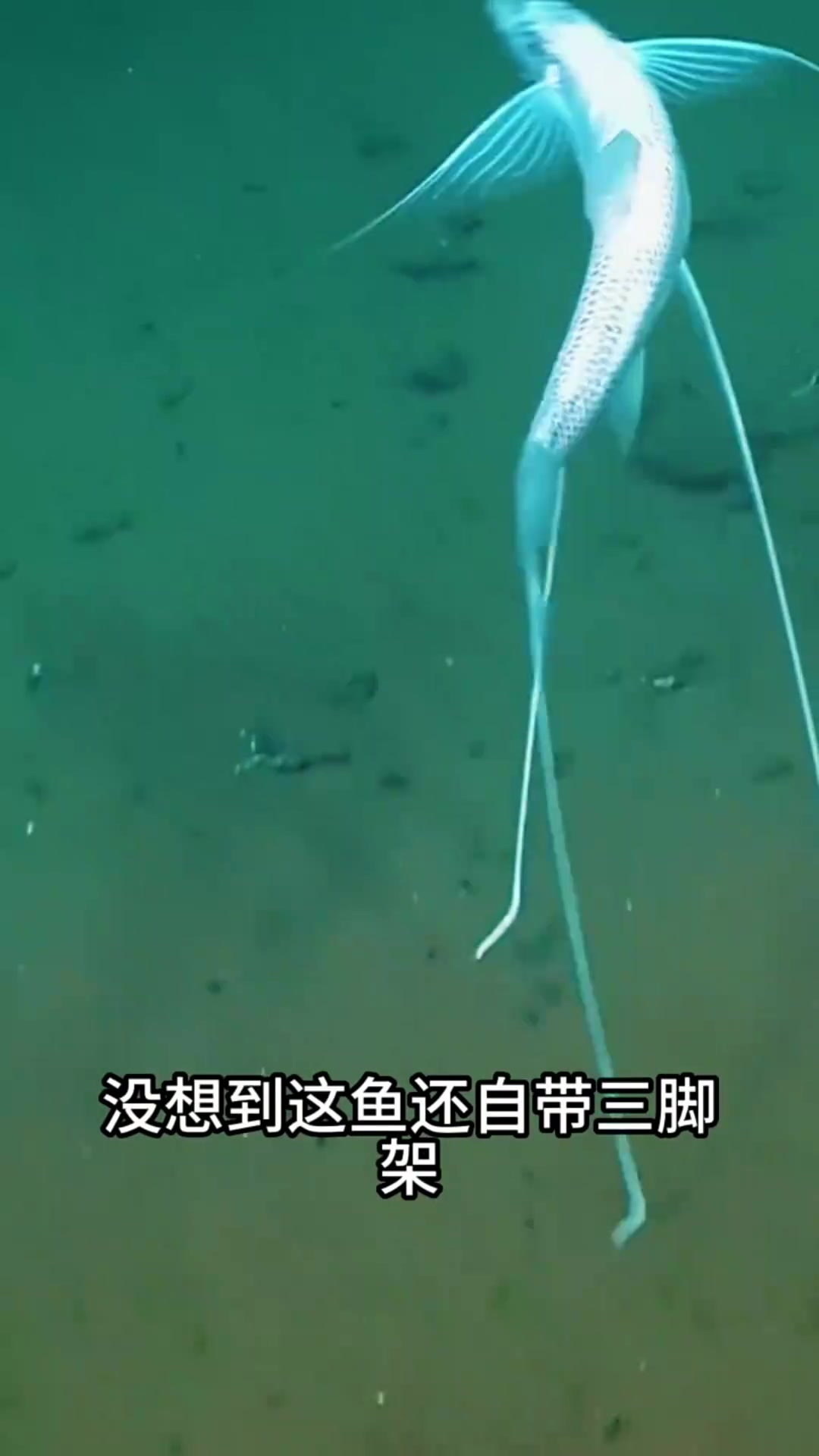 深海奇观:三条腿鱼的奇特造型与生存适应