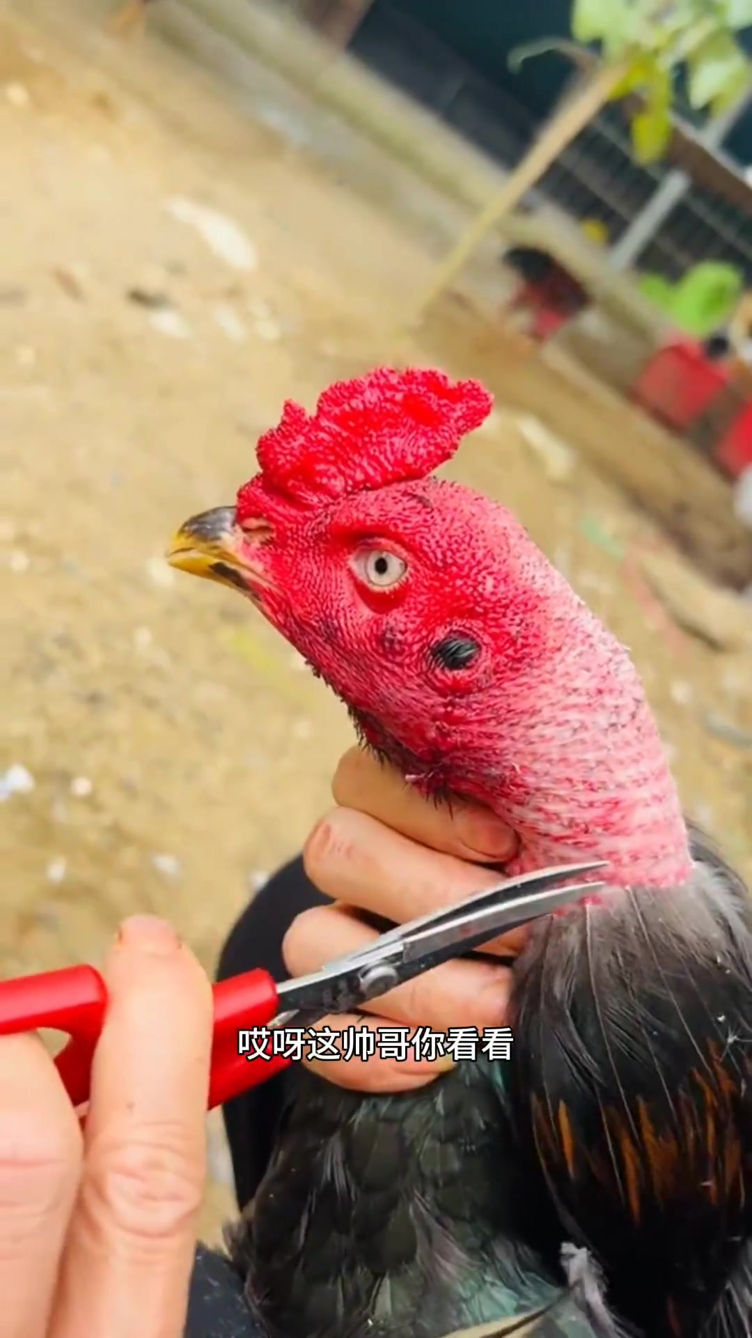 过年理发趣事:帅哥为小公鸡打造时尚发型