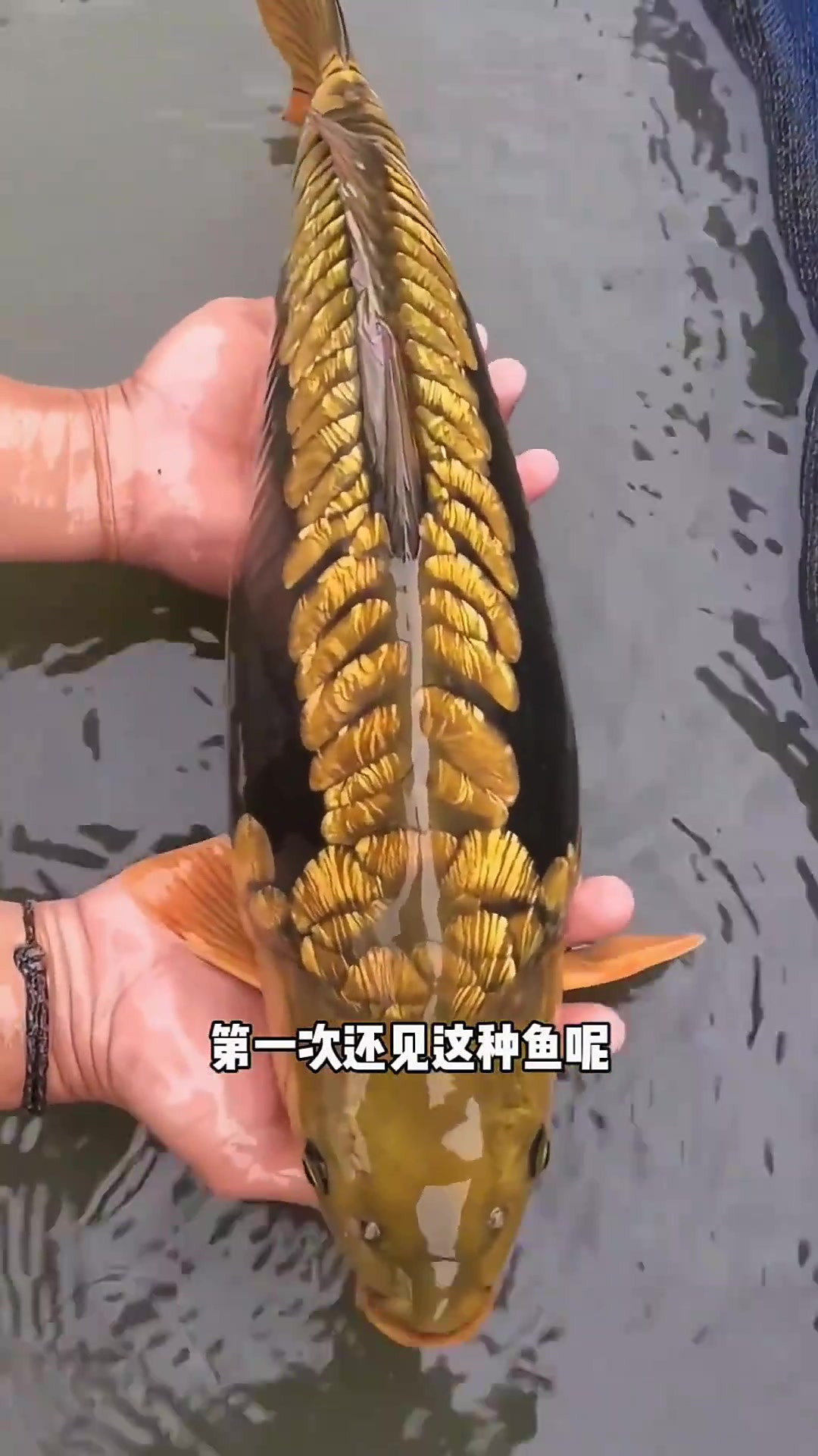 神秘发财鱼现身,家人们纷纷惊呼放生庆祝!