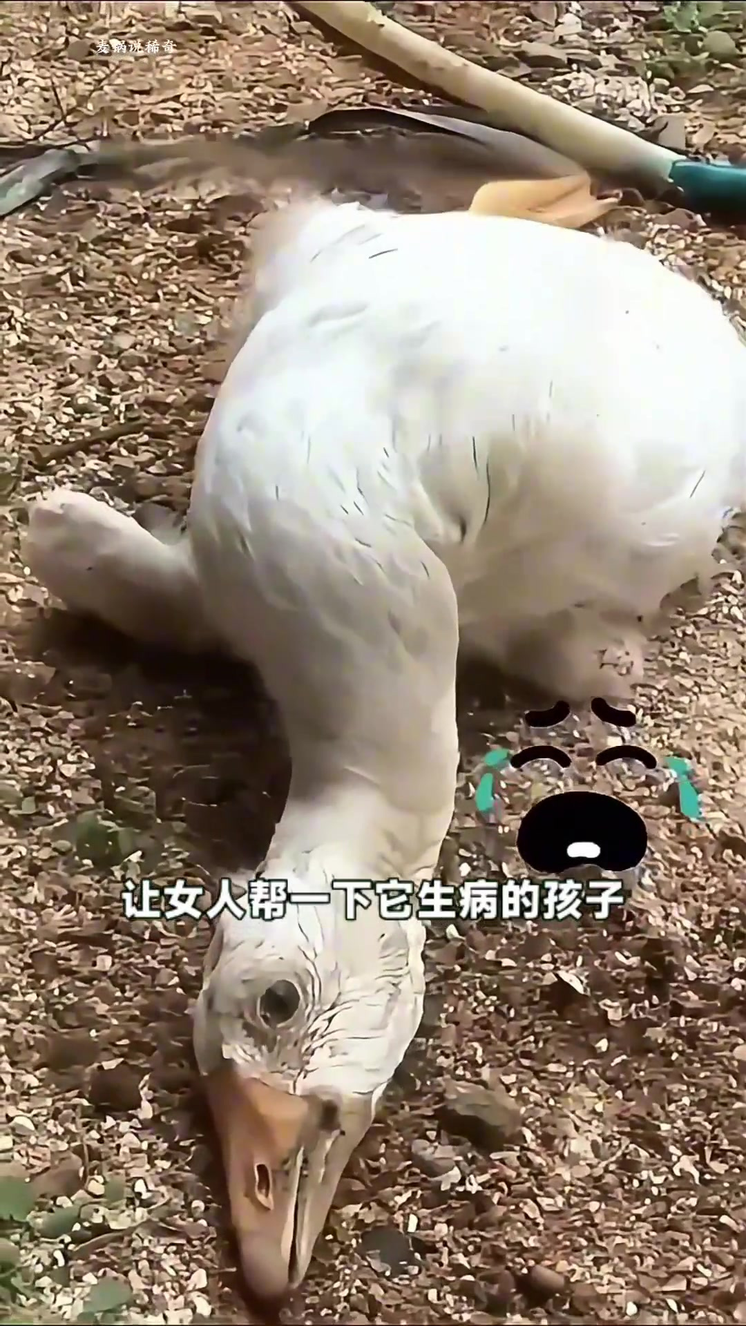 女人看到一只小鸭子倒地不起,它的妈妈向人类求助,女人立马帮助