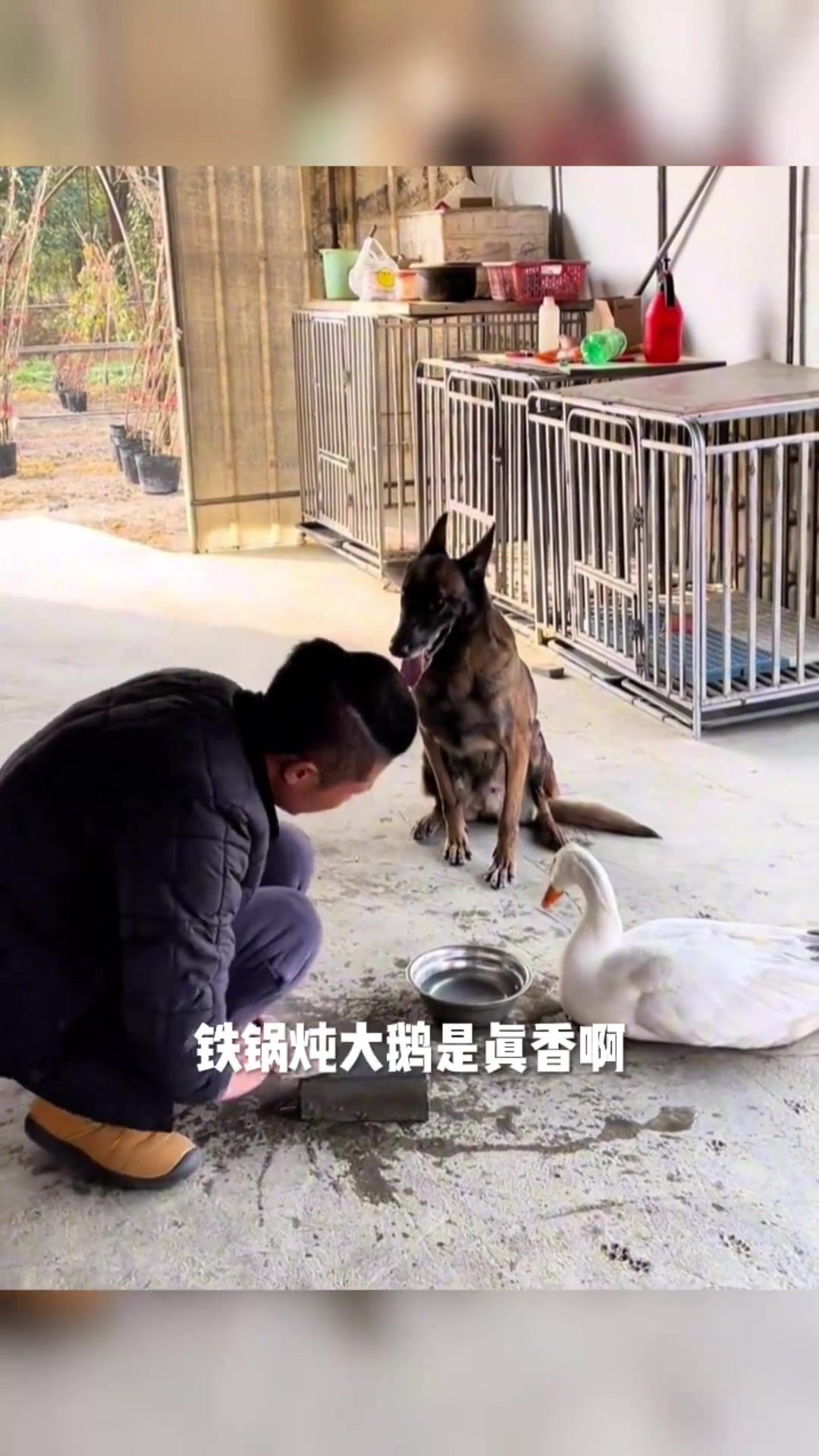 本以为是铁锅炖大鹅,但是怎奈香肉更好吃,看把狗子给吓的!