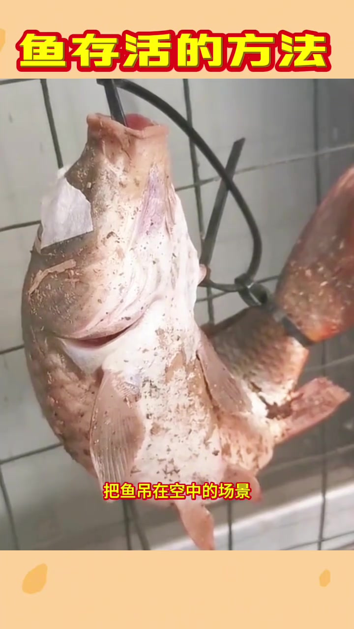 鱼存活的方法,还是第一次见到
