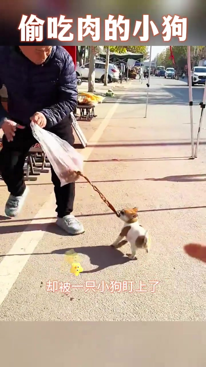 偷吃肉的小狗,真馋啊