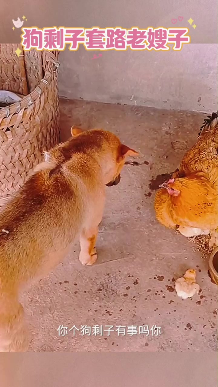 狗剩子黄鼠狼给鸡拜年,没安好心!