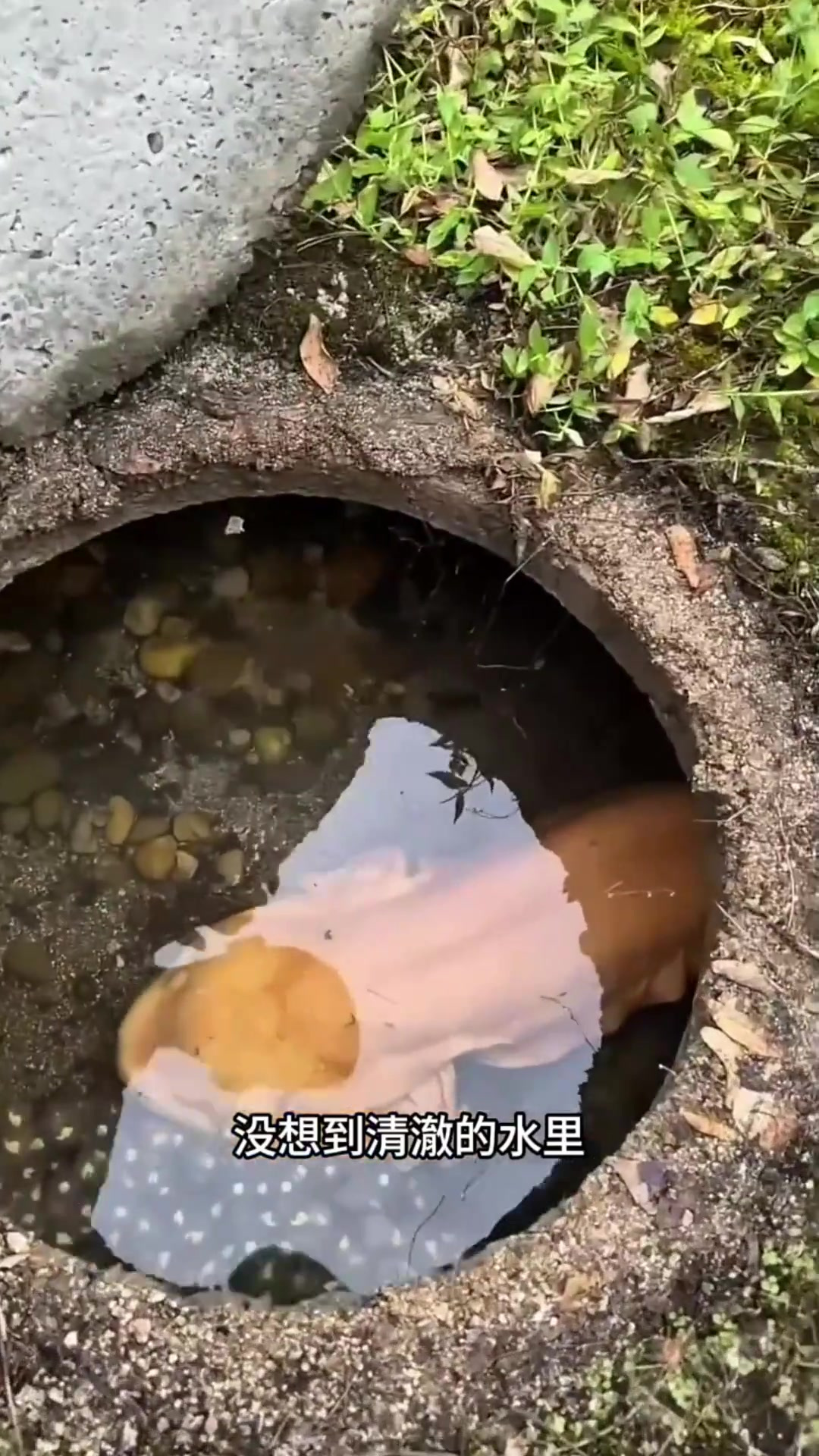 第一次看见金黄色的娃娃鱼