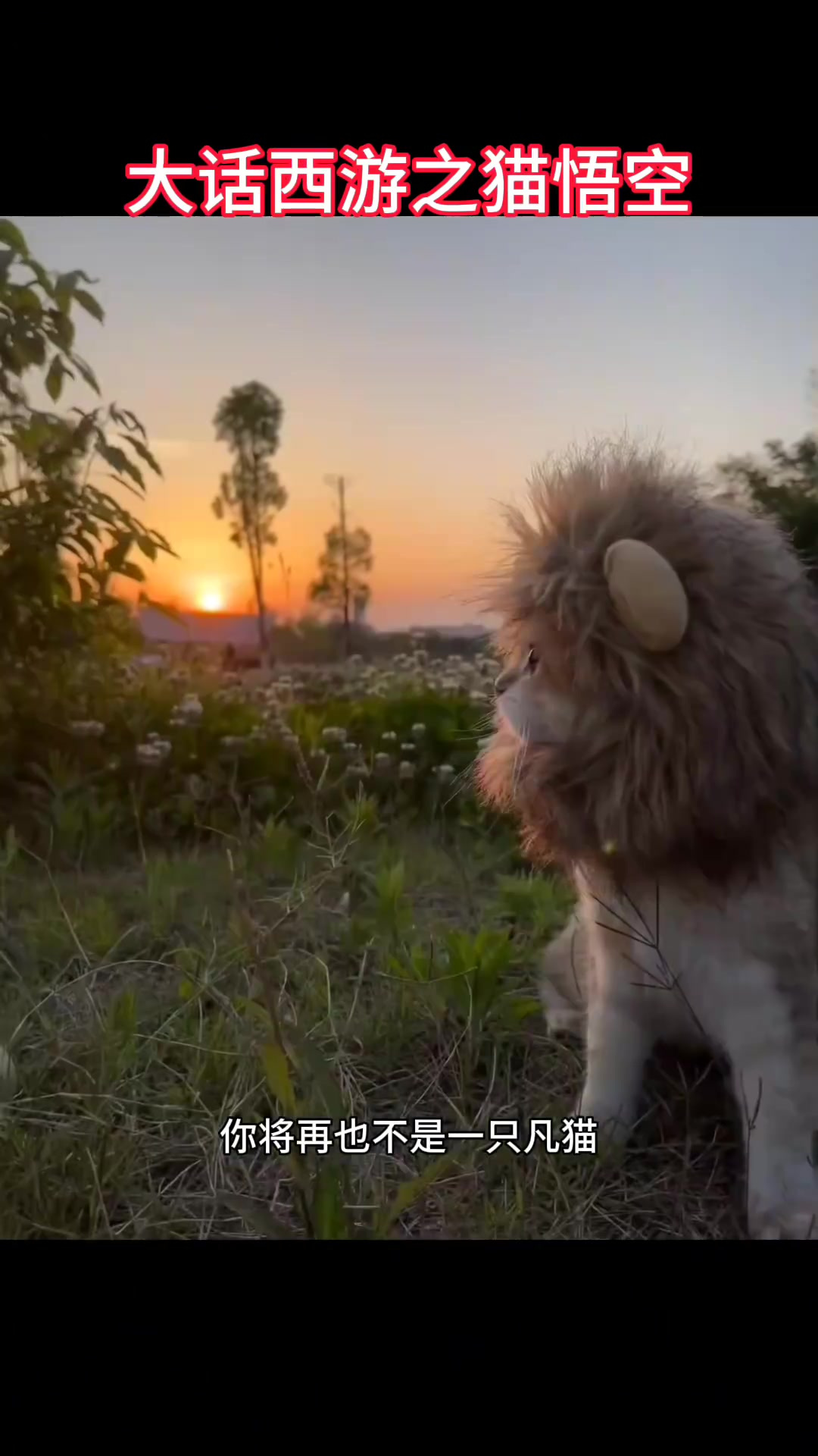 当你戴上狮子头套,情欲消失,头套紧缠,无法摘下