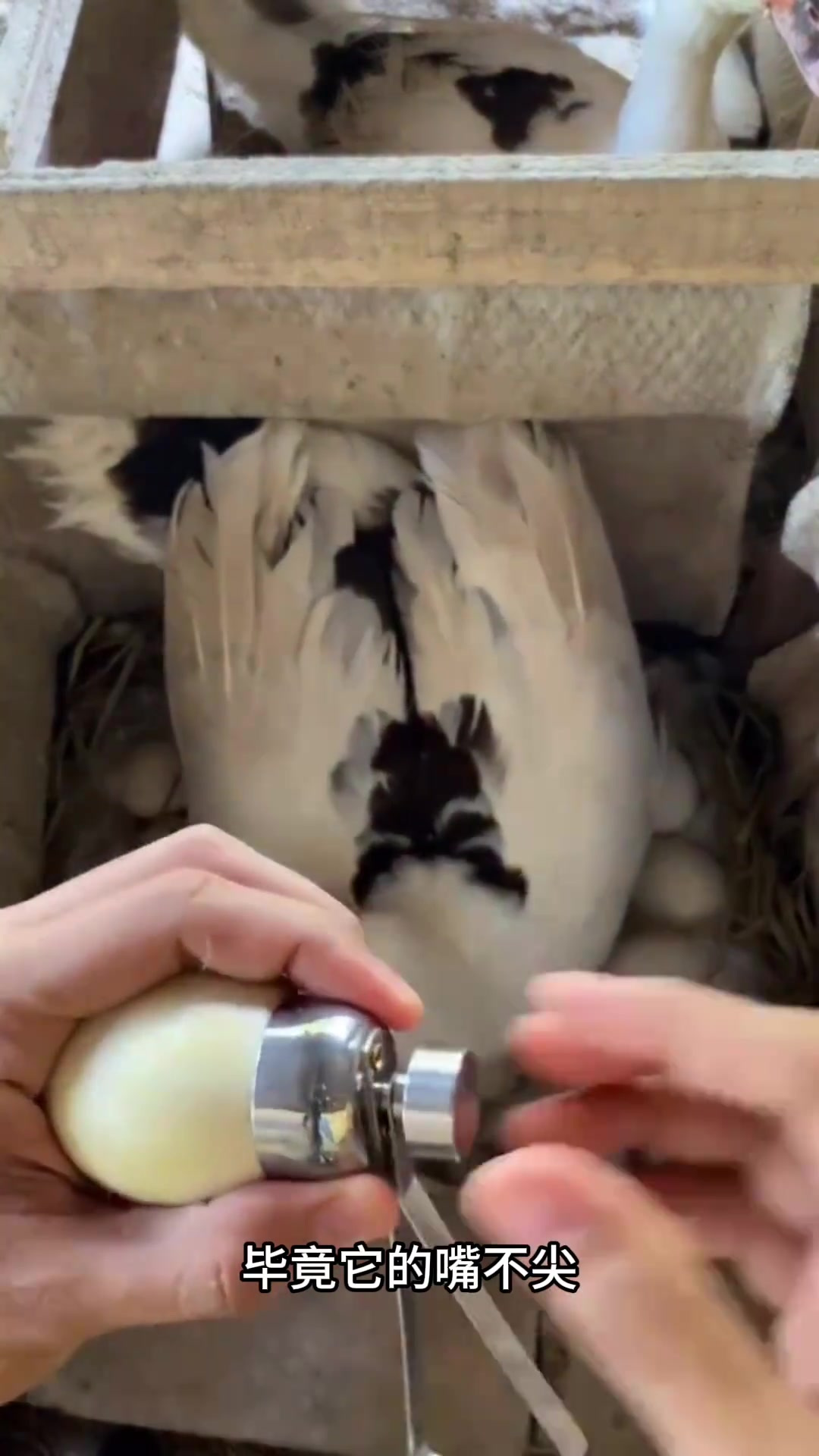 小鸭子破壳而出,温馨瞬间令人心醉