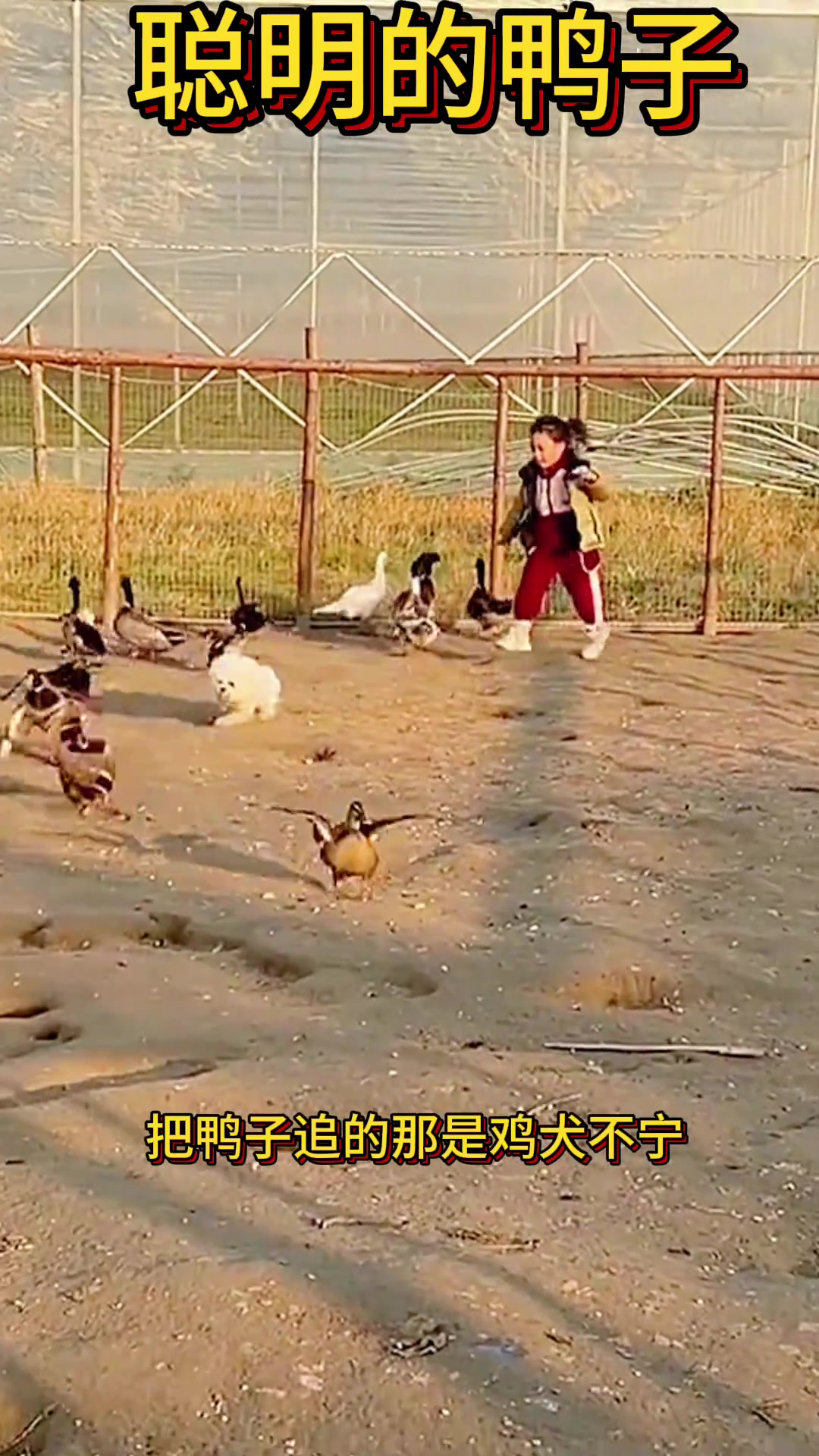 宠物狗追鸭子 鸡犬不宁 主角鸭子聪明