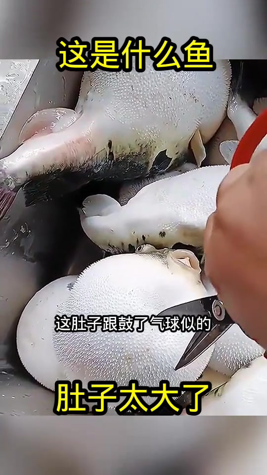 这是什么鱼,肚子太大了!