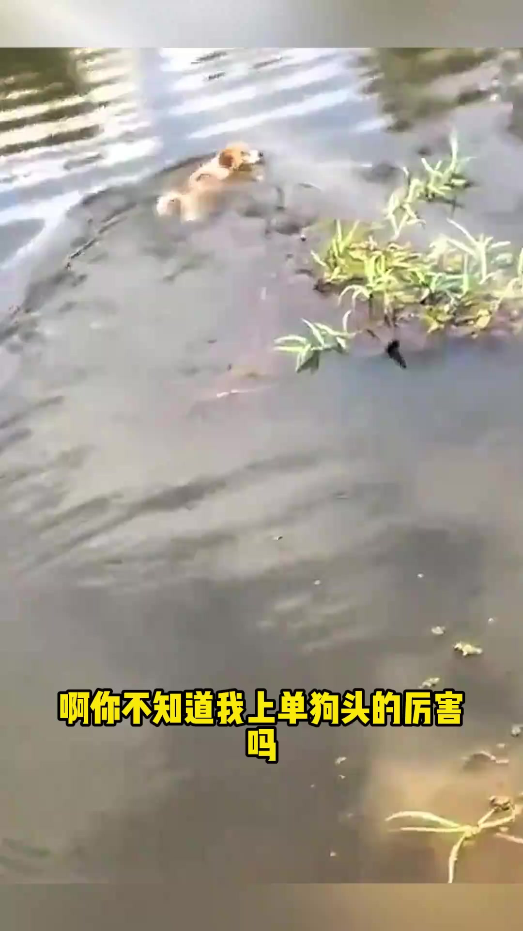 这狗头还是打不过鳄鱼