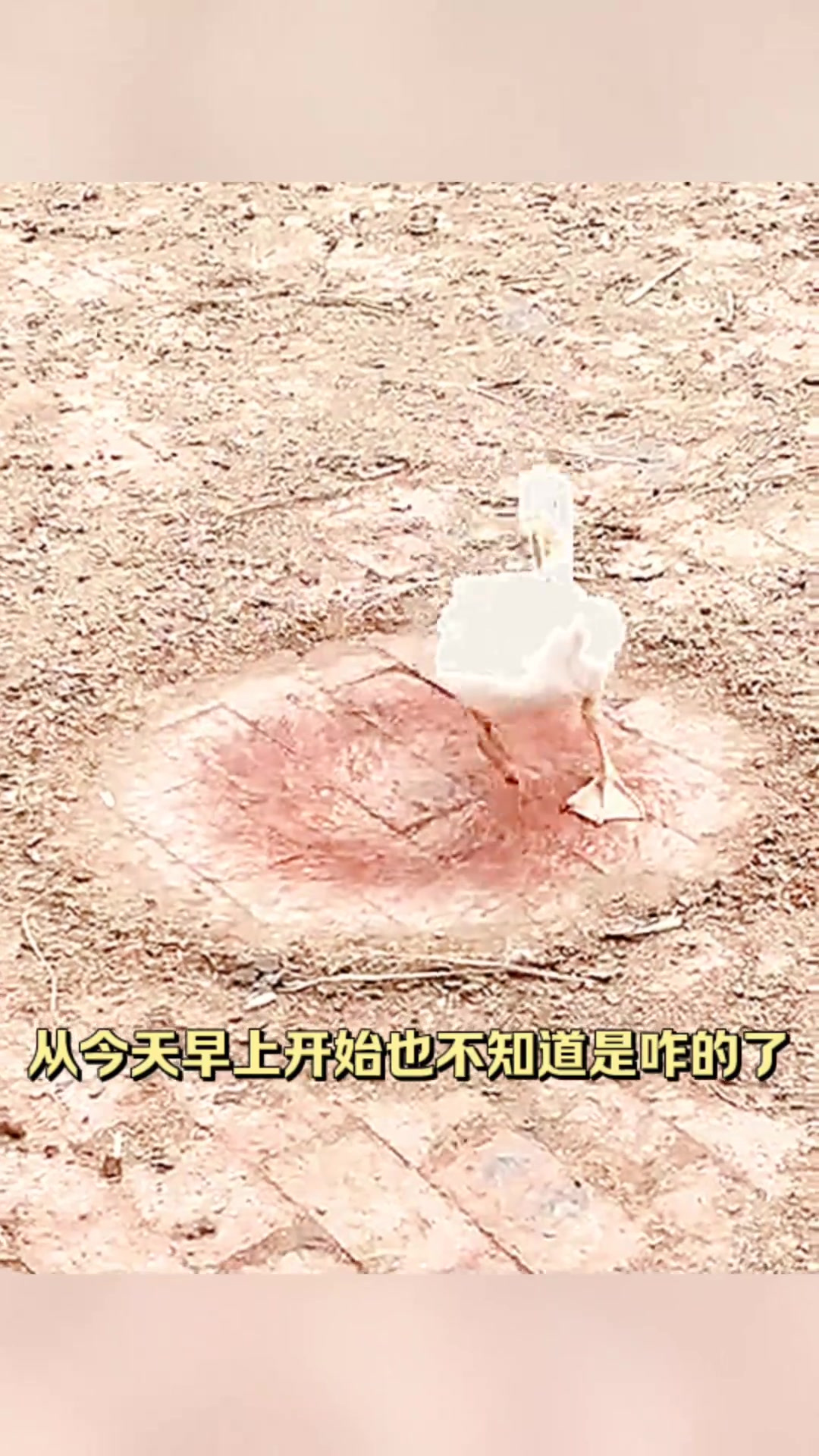 家里的鸭子为何转圈?它是不是遇到什么奇怪的事情了?