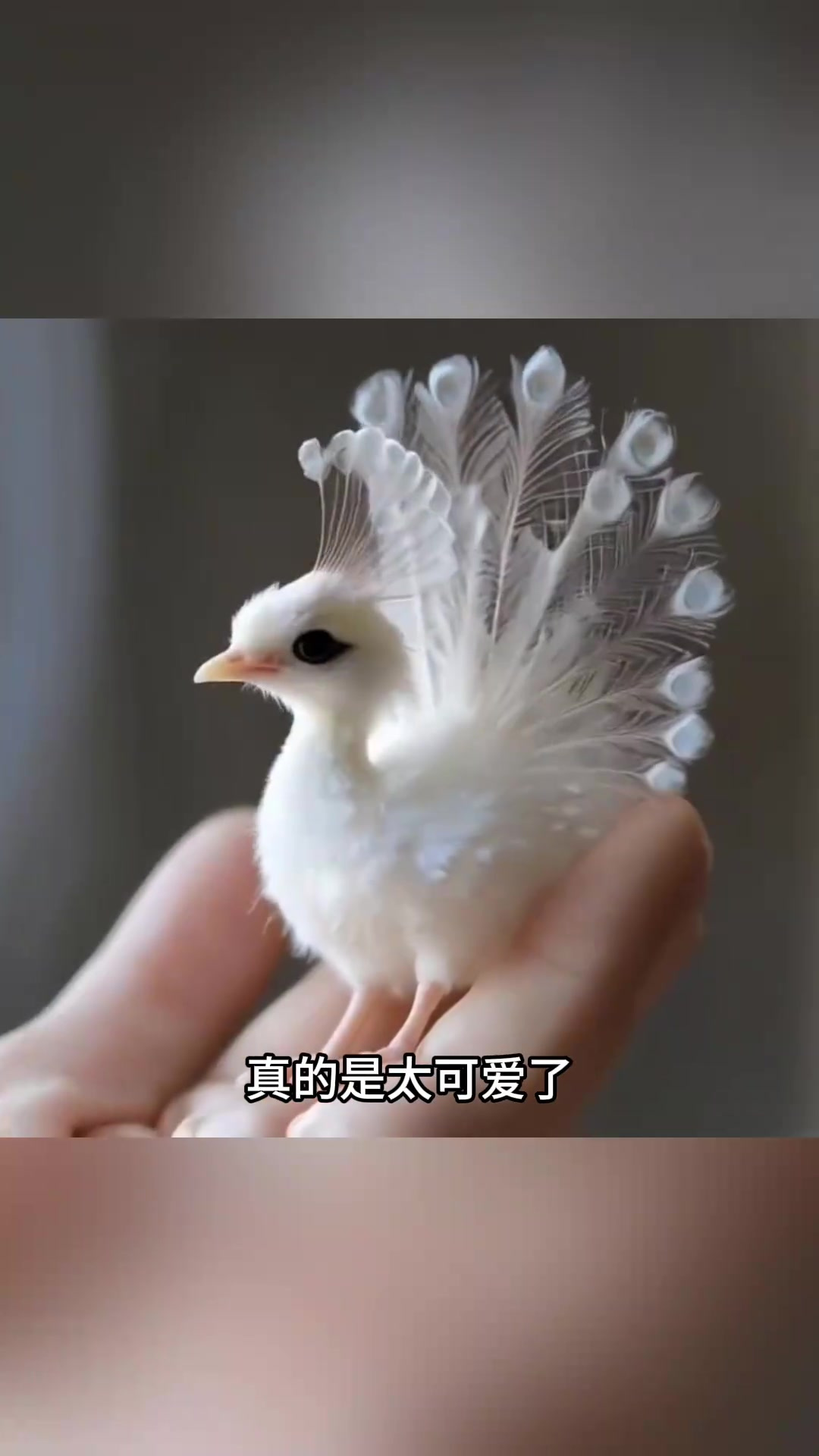 白色小鸡与小孔雀的可爱混血,真想养一只!