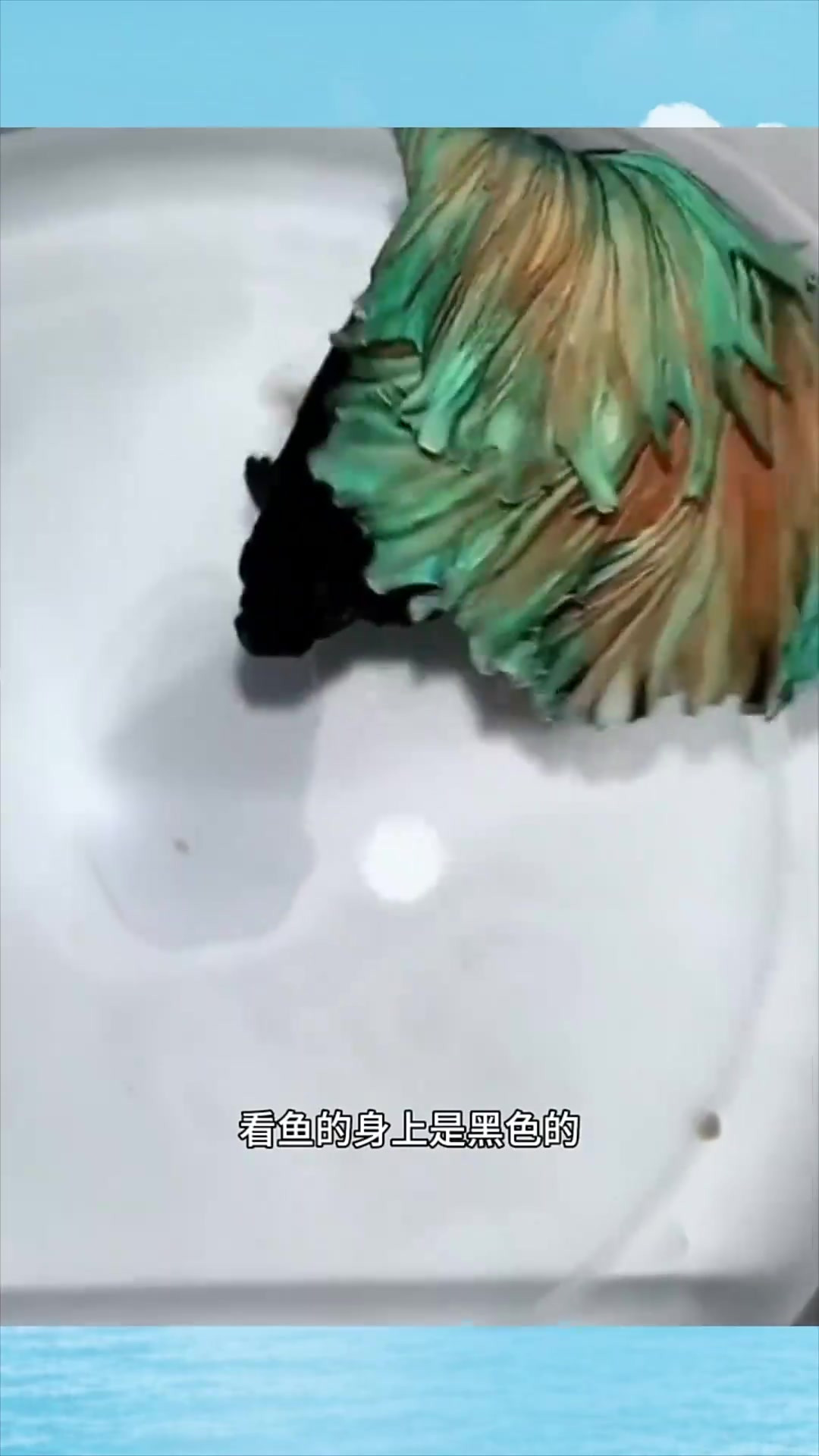 《奇妙水盆中的黑尾鱼,美丽如画的惊艳瞬间》