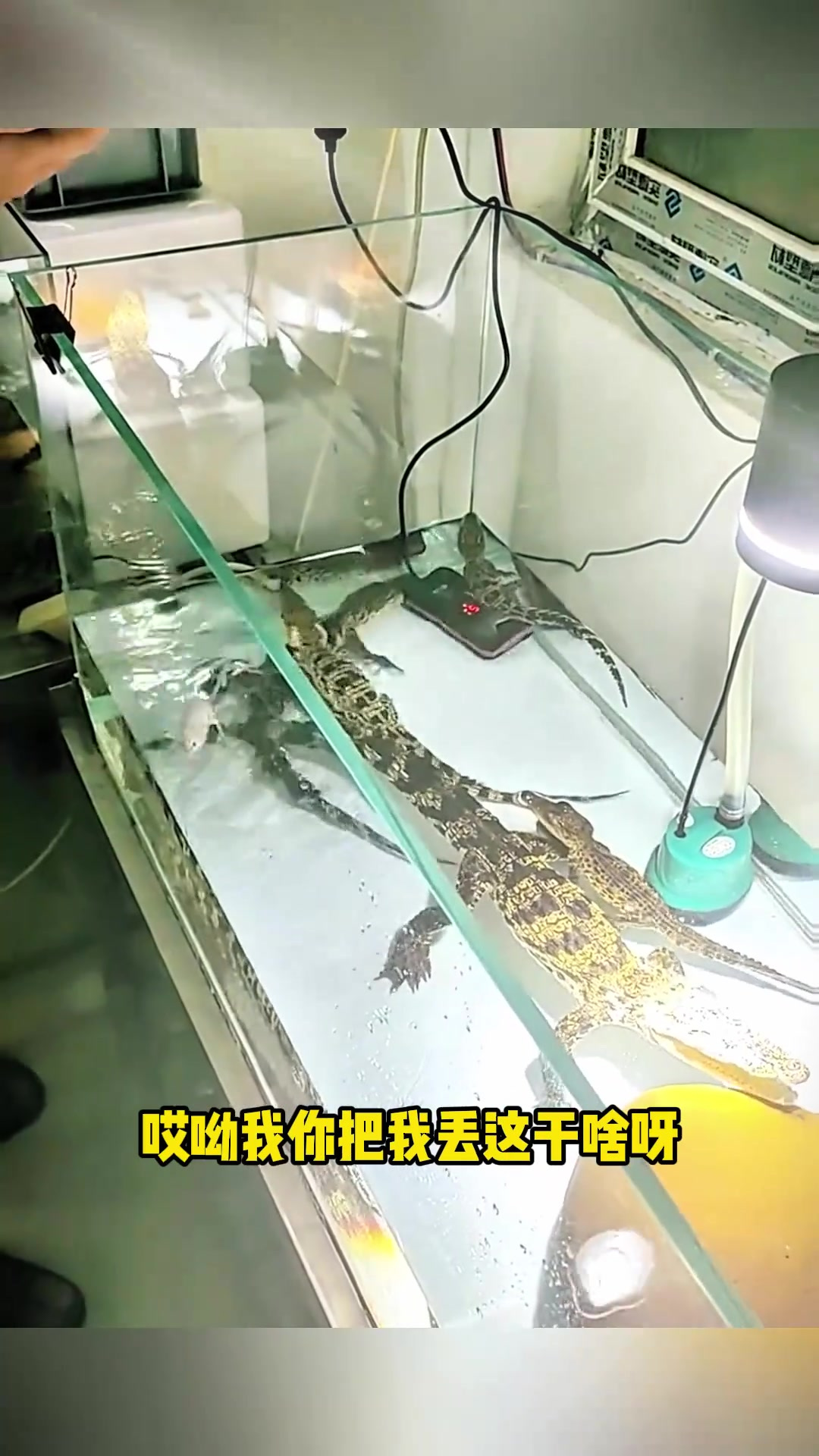 大过年遇险记:壁虎与鳄鱼的惊魂时刻