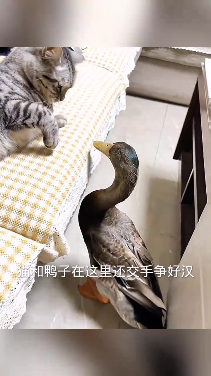 客厅动物园:鸭子猫咪的奇妙争夺战