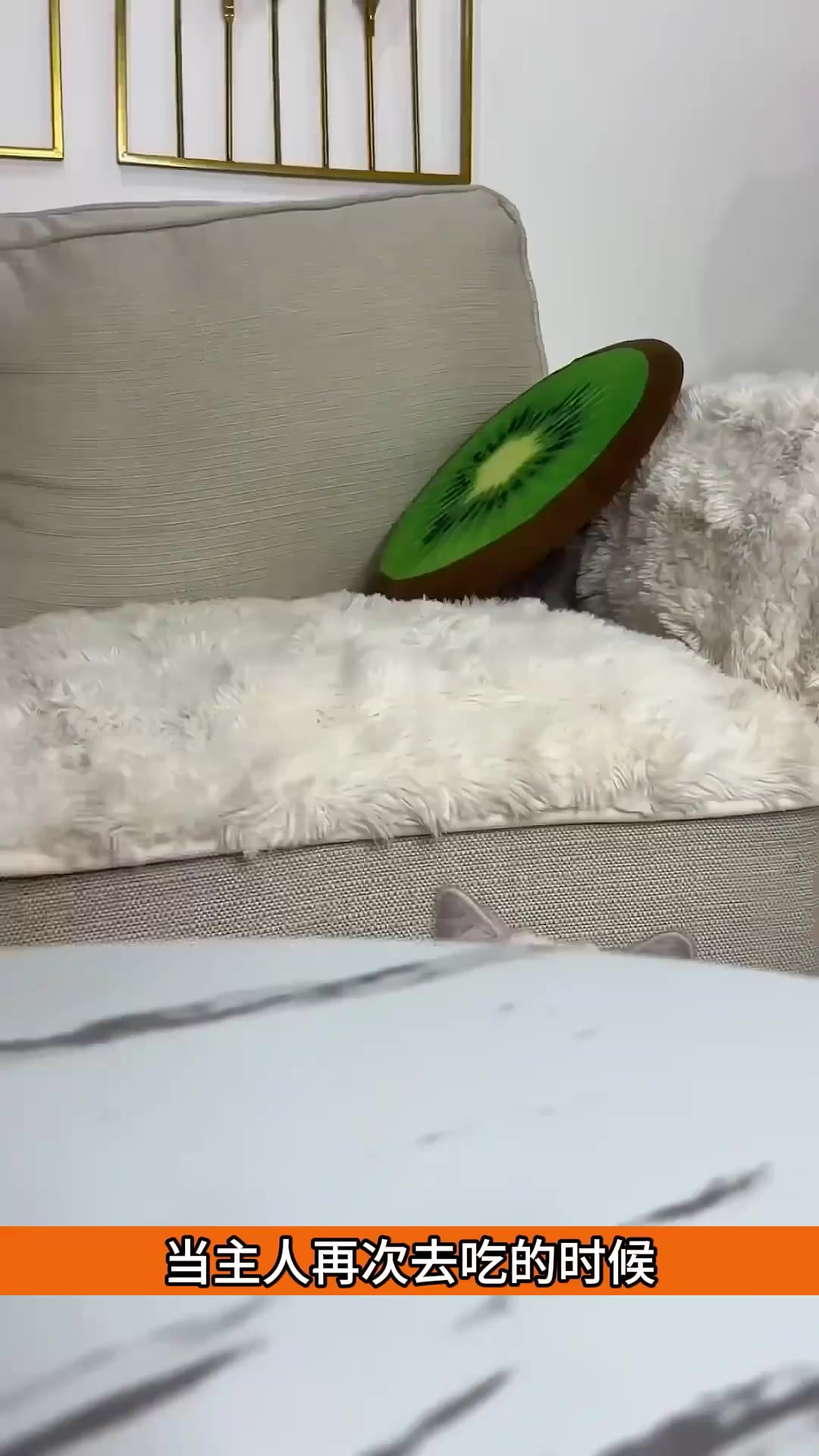 猫咪机智调皮,巧妙换走主人巧克力的搞笑故事