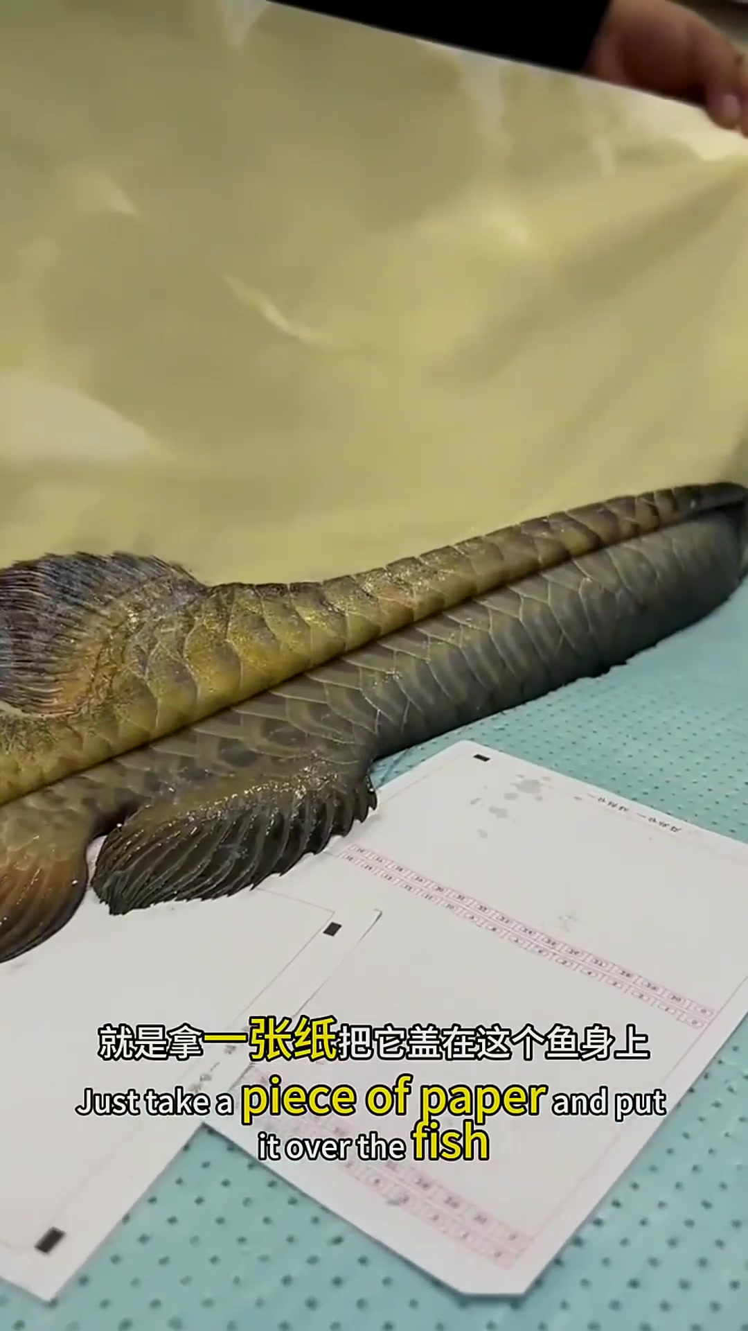 神奇技术:纸张烫印鱼形状的秘密探秘