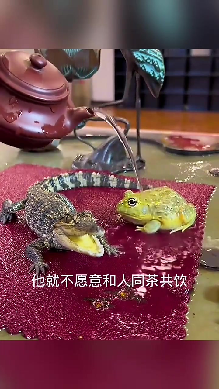 小鳄鱼和青蛙,养出养不出的心!