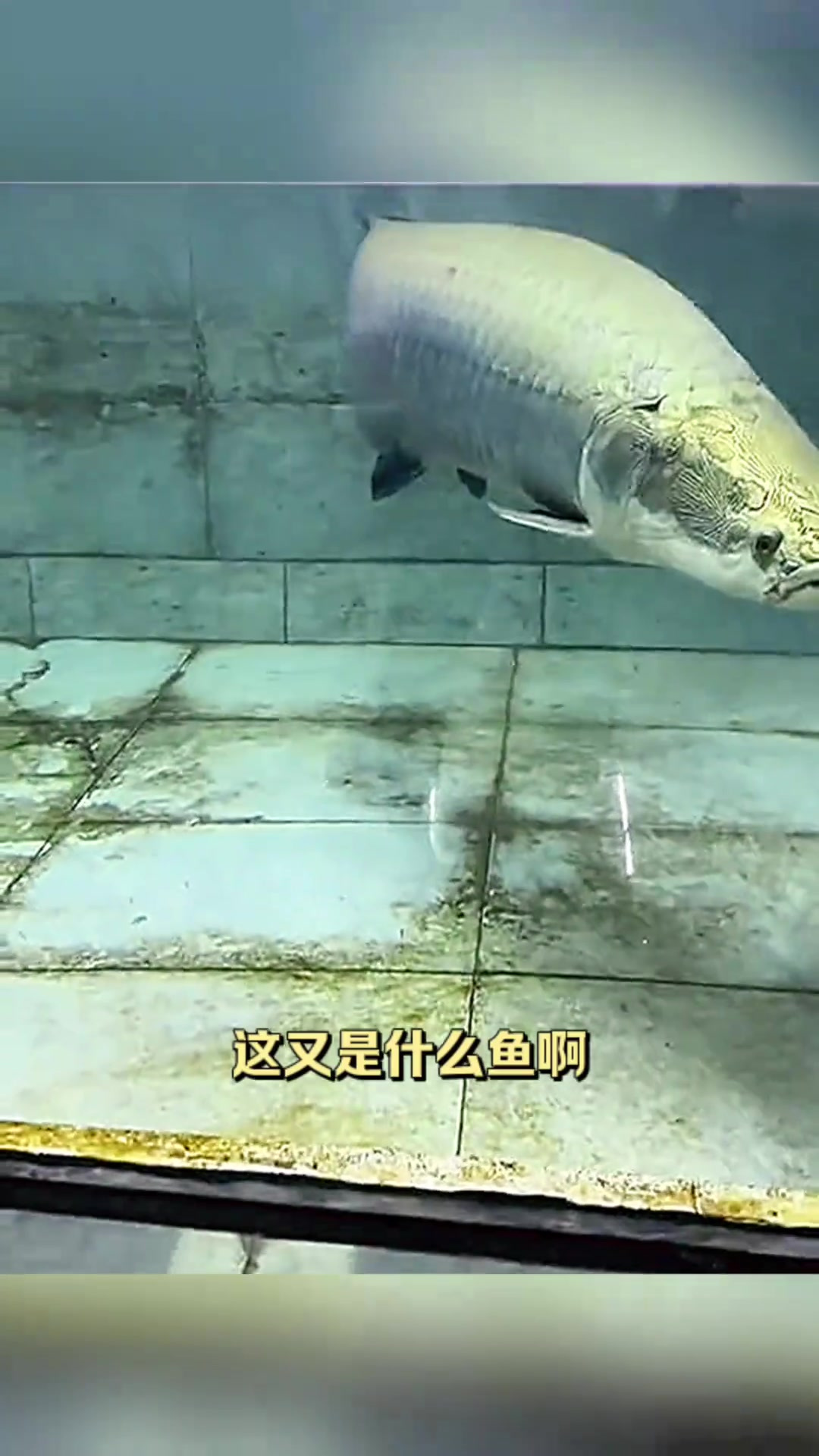 这鳄雀鳝也太小了吧