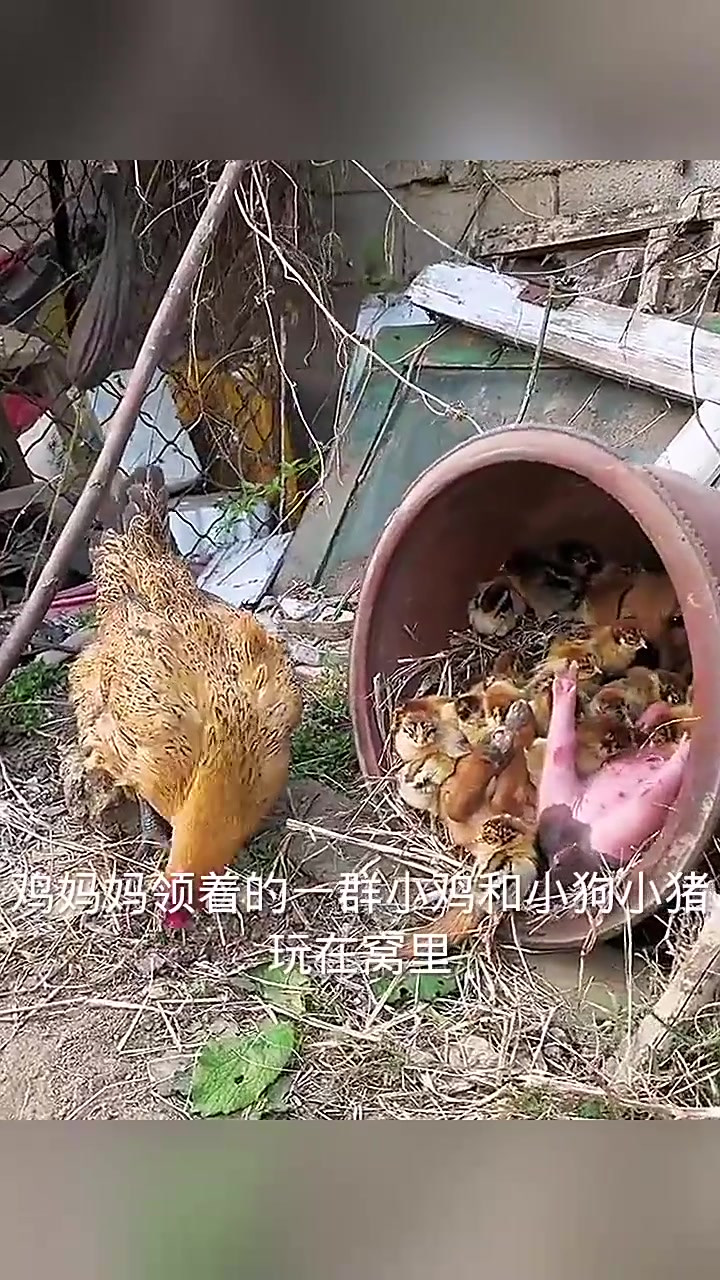 窝在一起的鸡狗猪,我明白了一个道理!