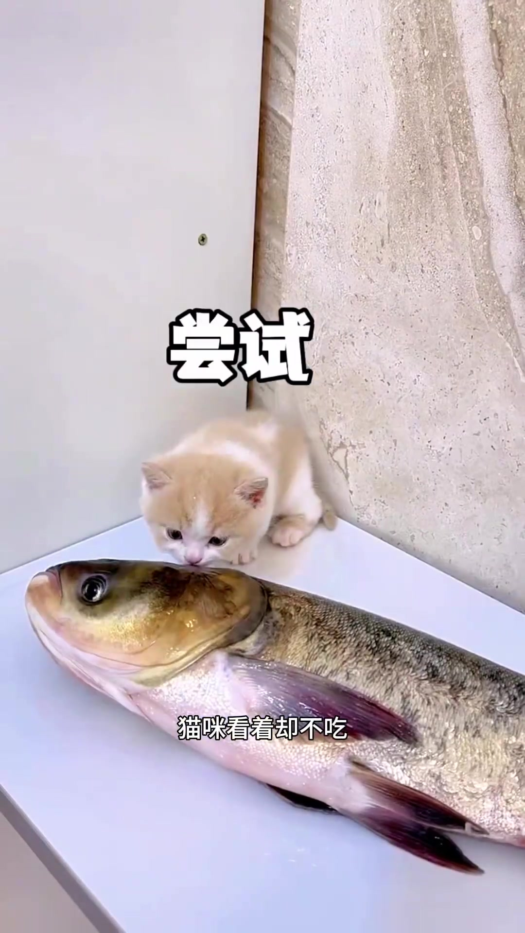 小猫咪被大鱼给吓坏了