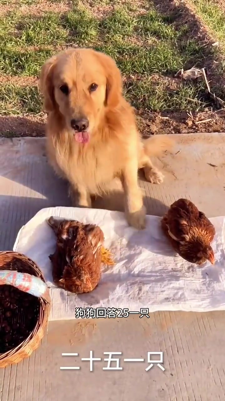 狗狗两只鸡卖了410,真是太搞笑了