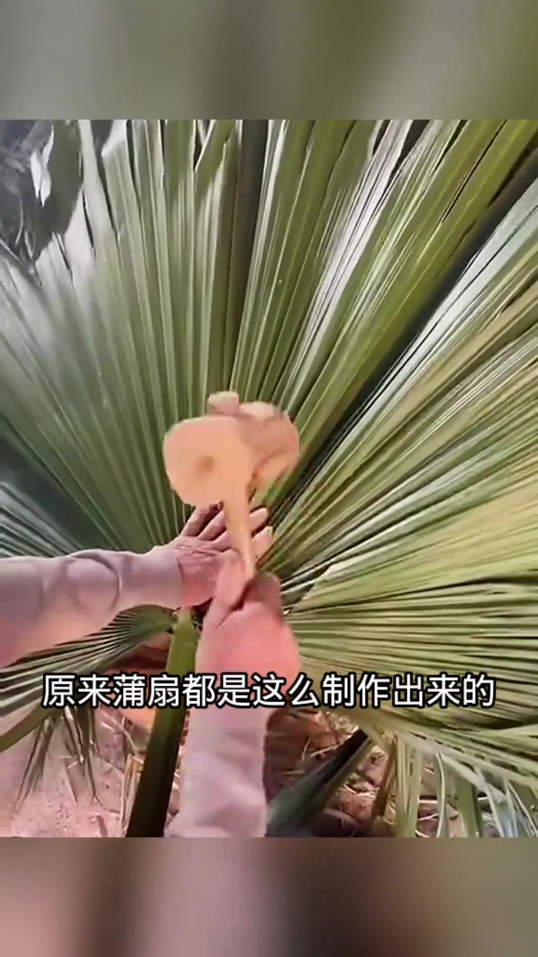 手工制作蒲扇的巧妙过程:从蒲葵叶到美丽扇子的转变揭秘
