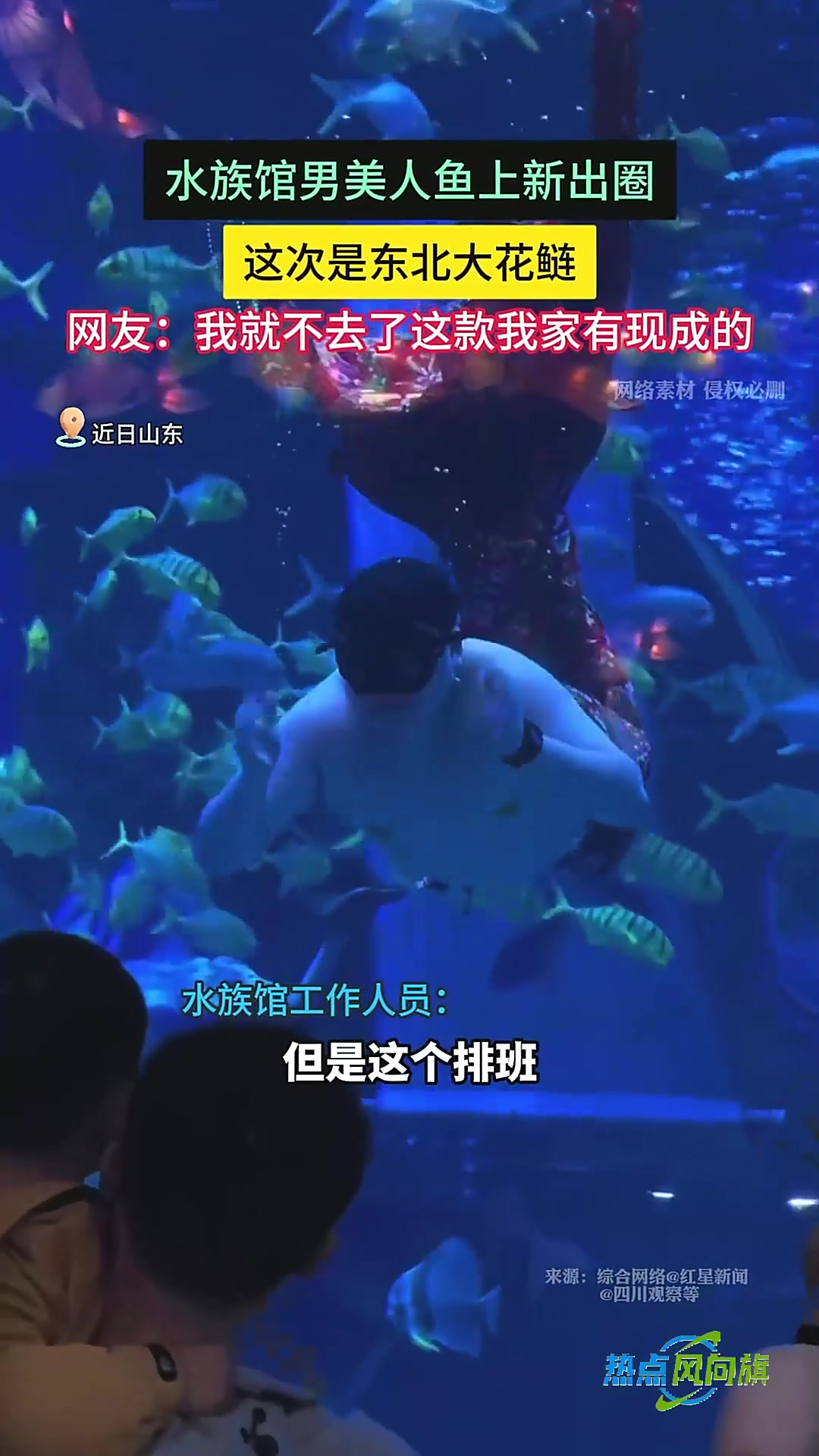 水族馆男美人鱼上新出圈，这次是东北大花鲢。网友：我就不去了这