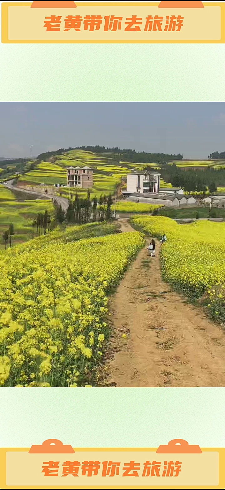 罗平油菜花已经陆续盛开,今年的菜花节你想和谁一起来看