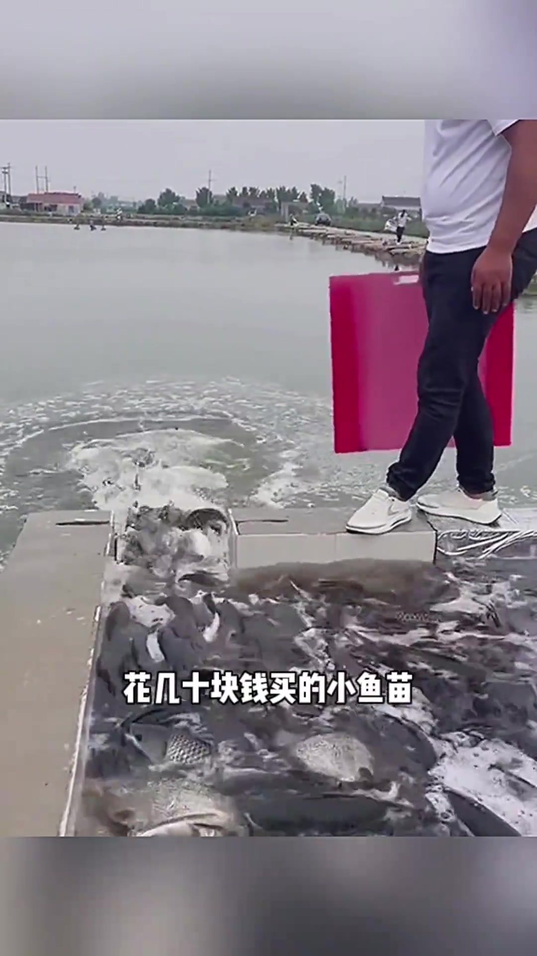 “老铁分享经商秘籍:小鱼苗养成高利润,助力丰收与梦想”