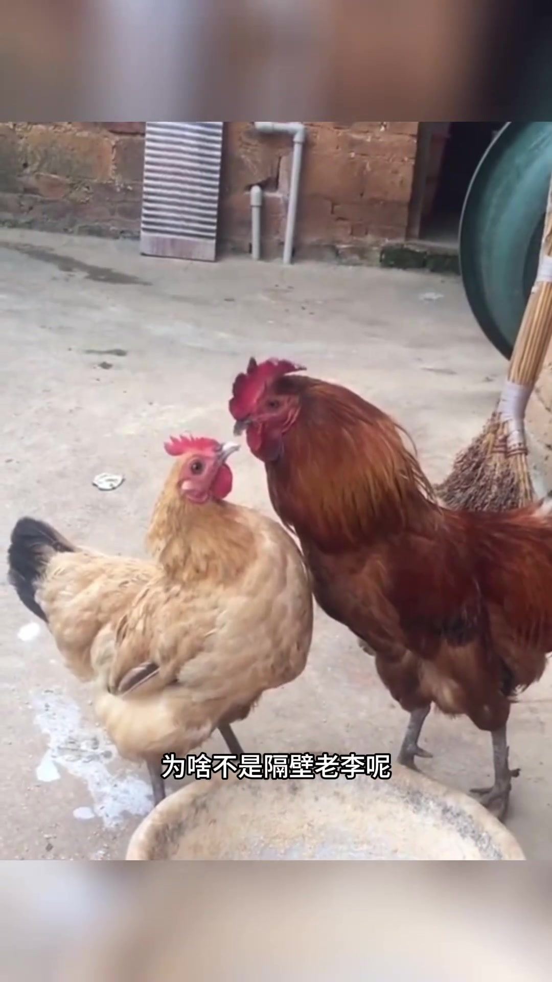 这大公鸡,肯定好吃