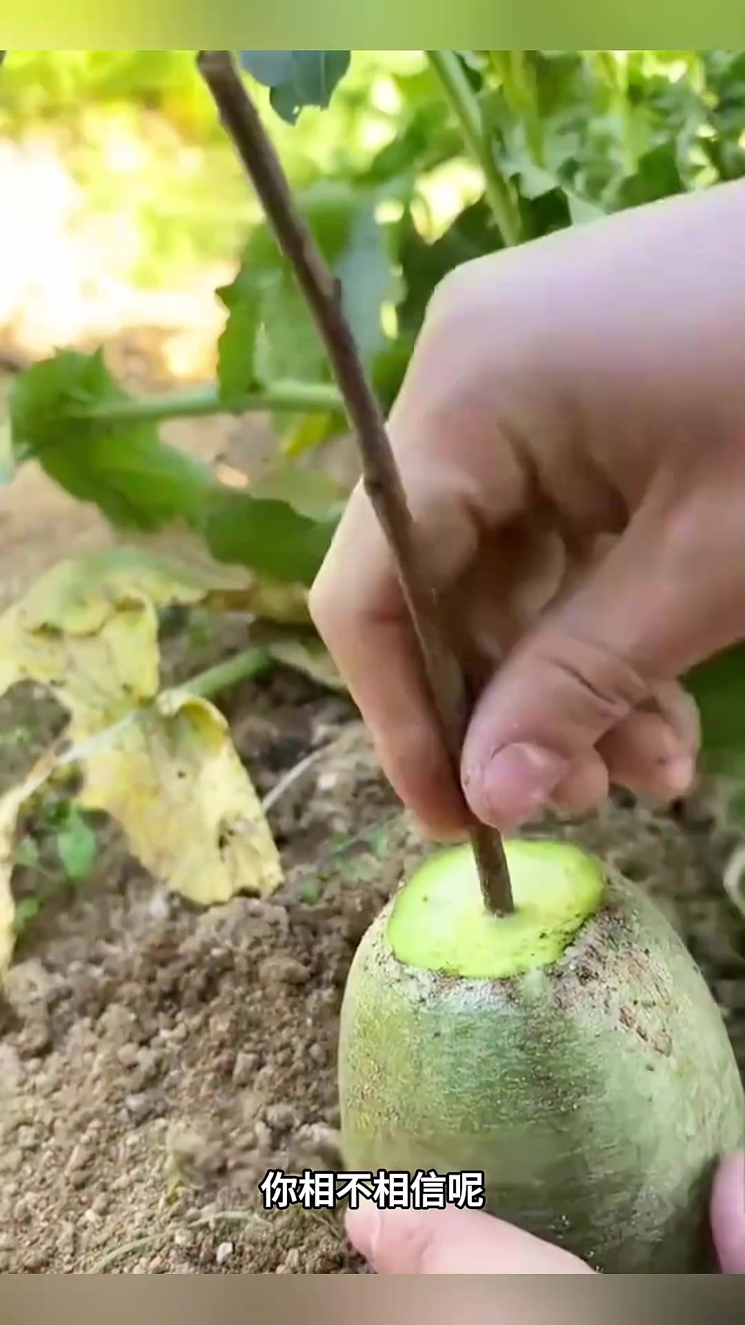 融合蔬菜的奇妙技术:萝卜与白菜的完美嫁接之旅