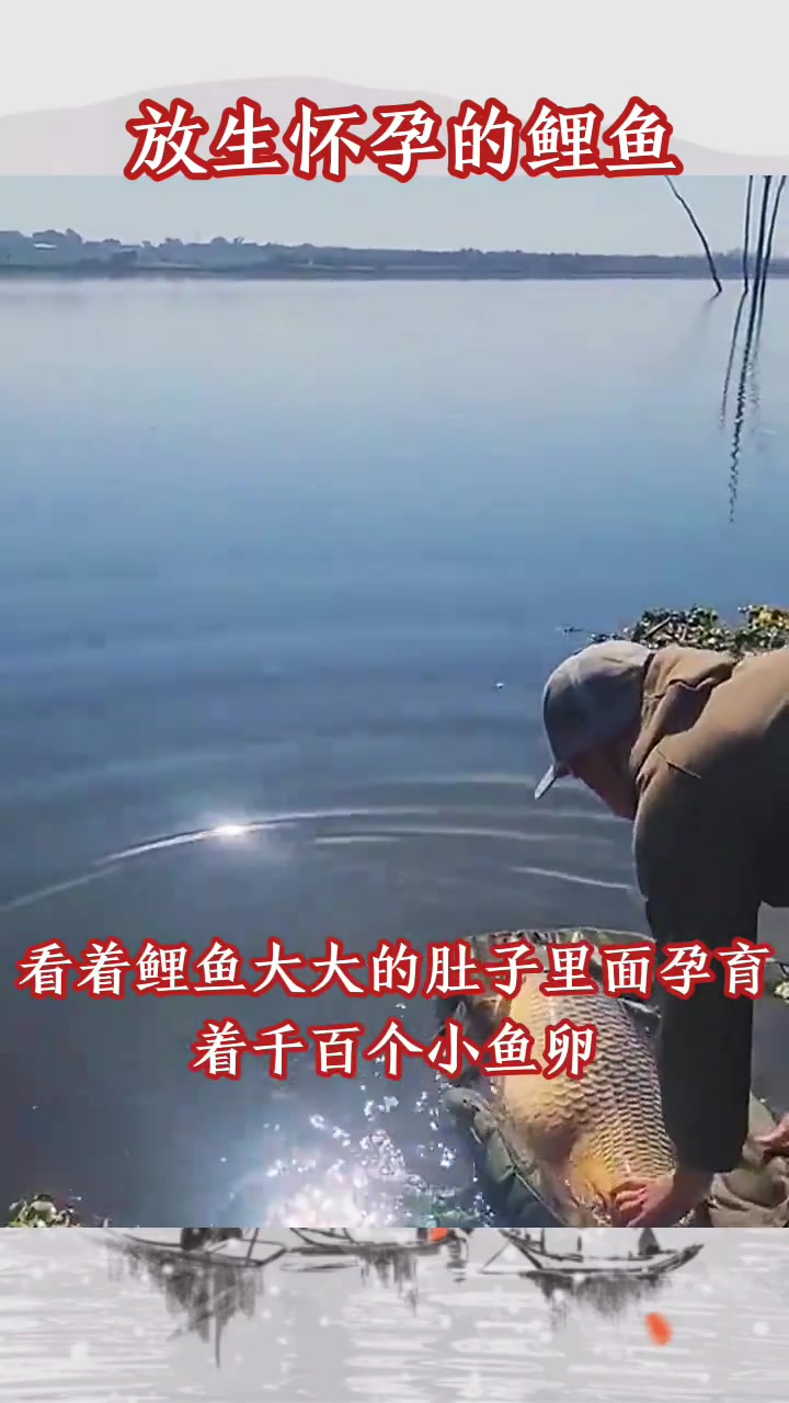 放生怀孕的鲤鱼,太暖心了