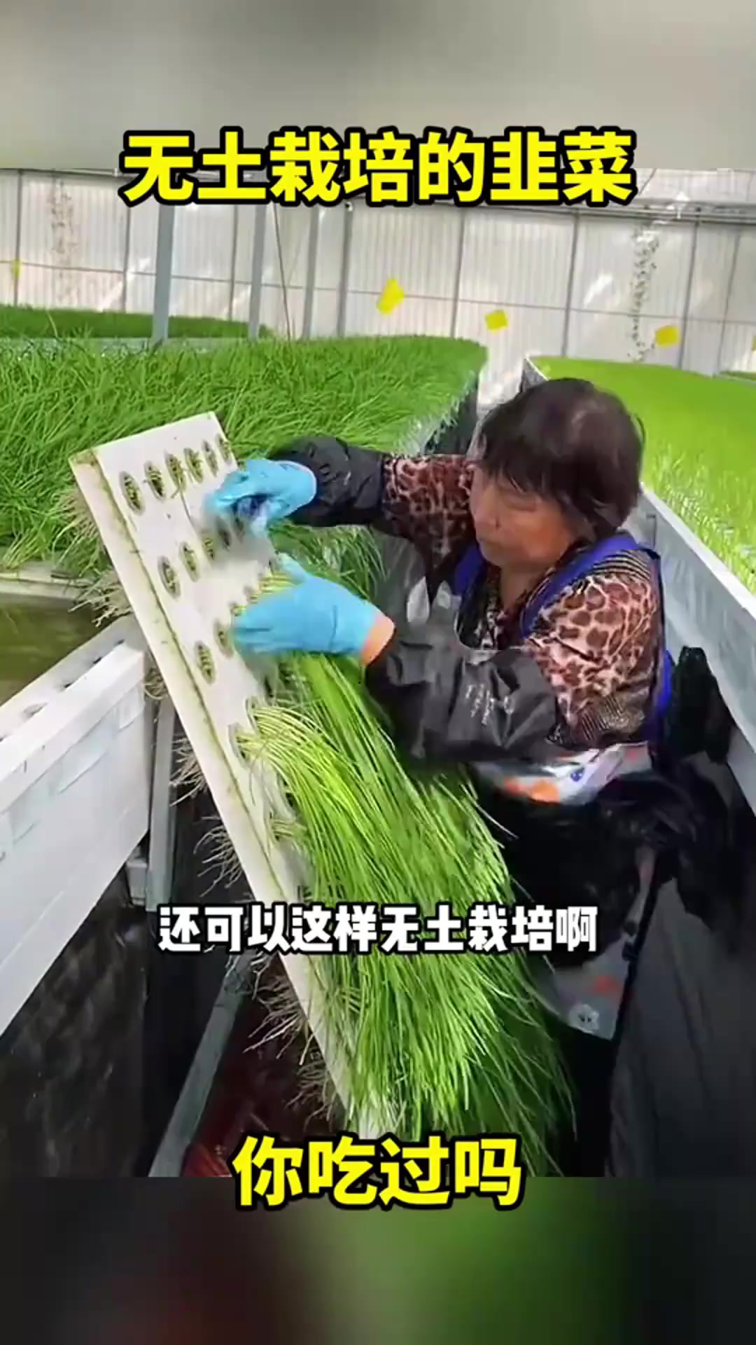 无土栽培的韭菜,你吃过吗?