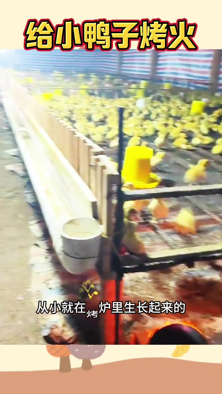 给小鸭子烤火,待遇就是好