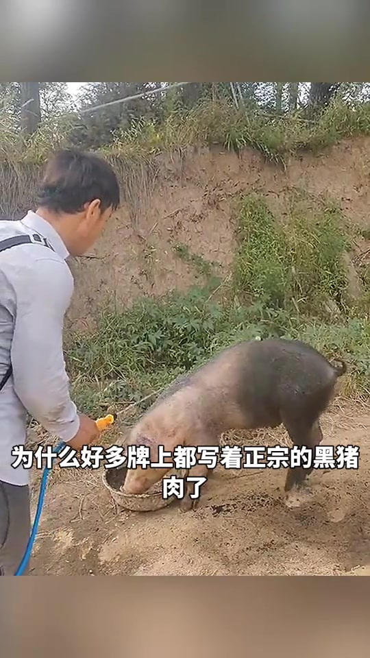 揭秘黑猪肉标签背后的真相:许多品牌的正宗性令人怀疑