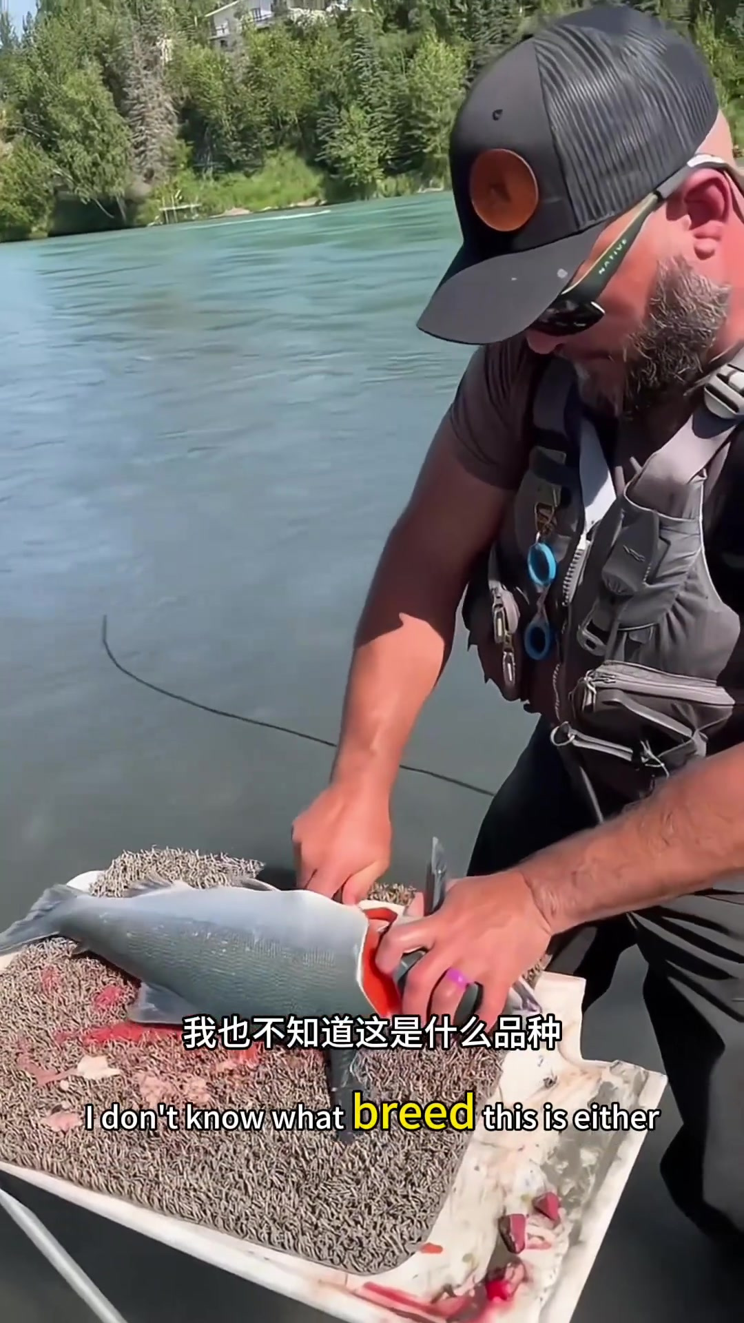 外国大哥河中抓奇鱼,肉色似三文鱼令人疑惑!