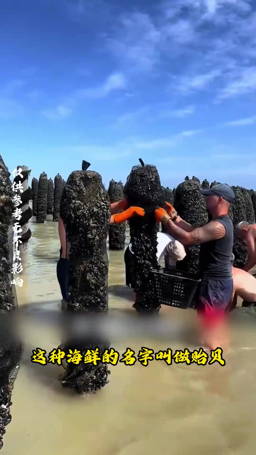 法国西海岸渔民捕捞“海红”——简单高效的养殖模式揭秘