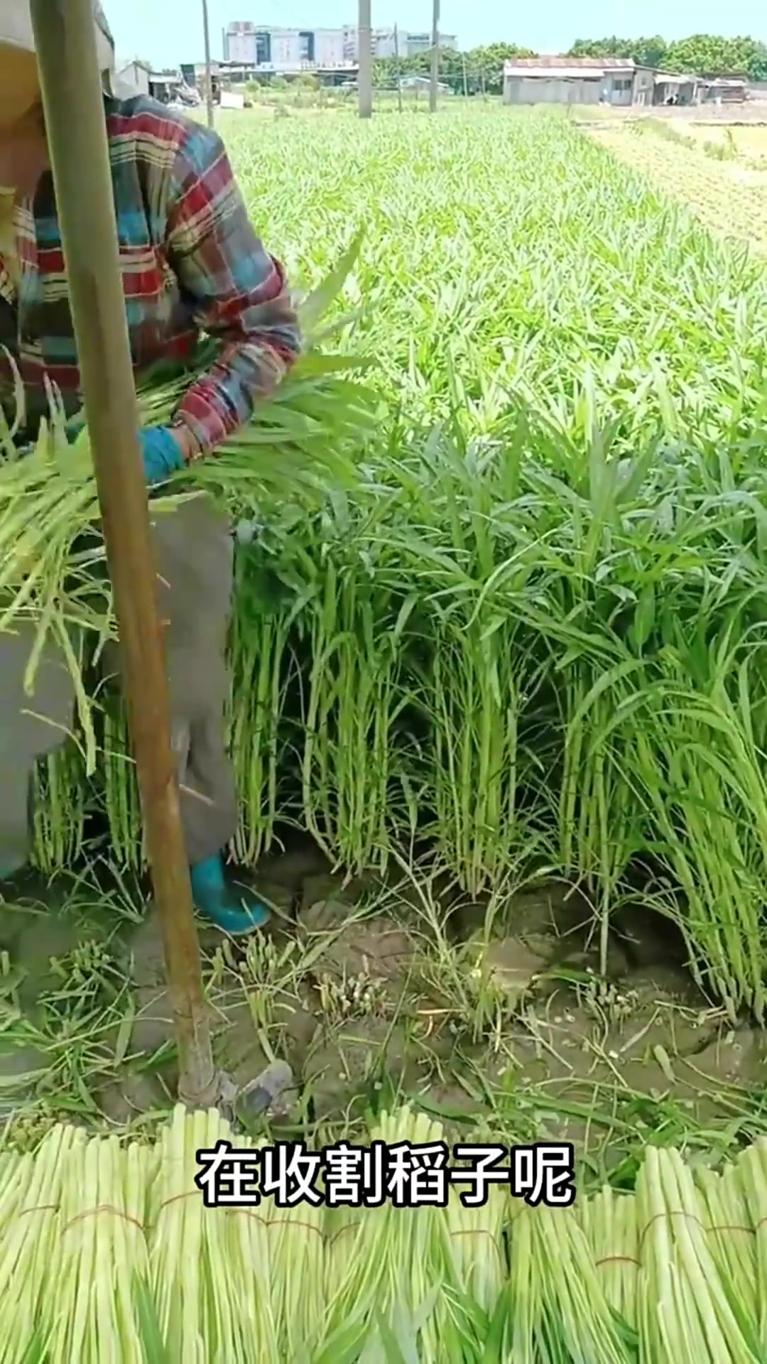 意外发现:阿姨田间收获空心菜,颠覆我对菜蔬生长的认知!