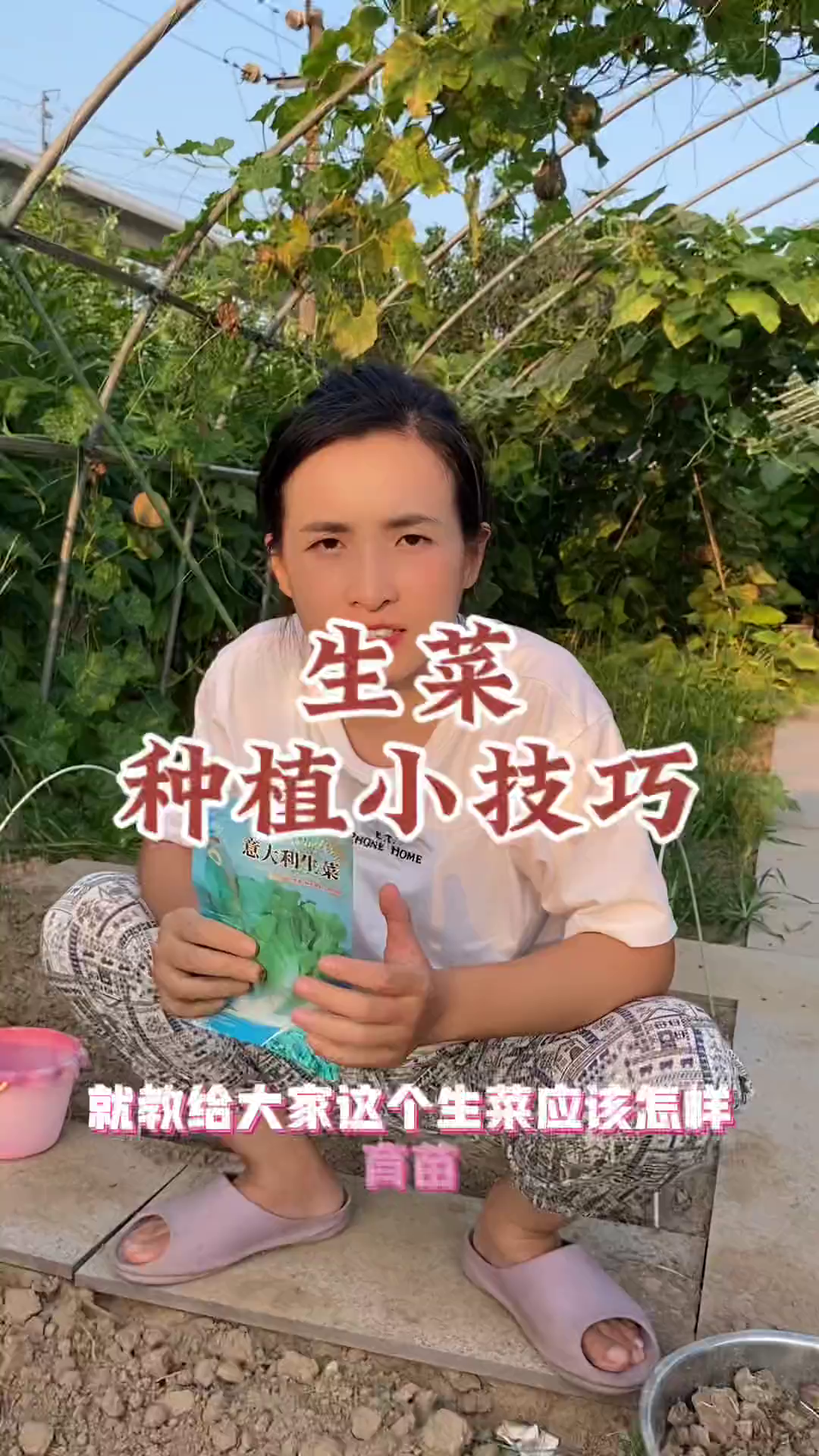 生菜怎样种植才能出苗齐出苗快?这一点是关键