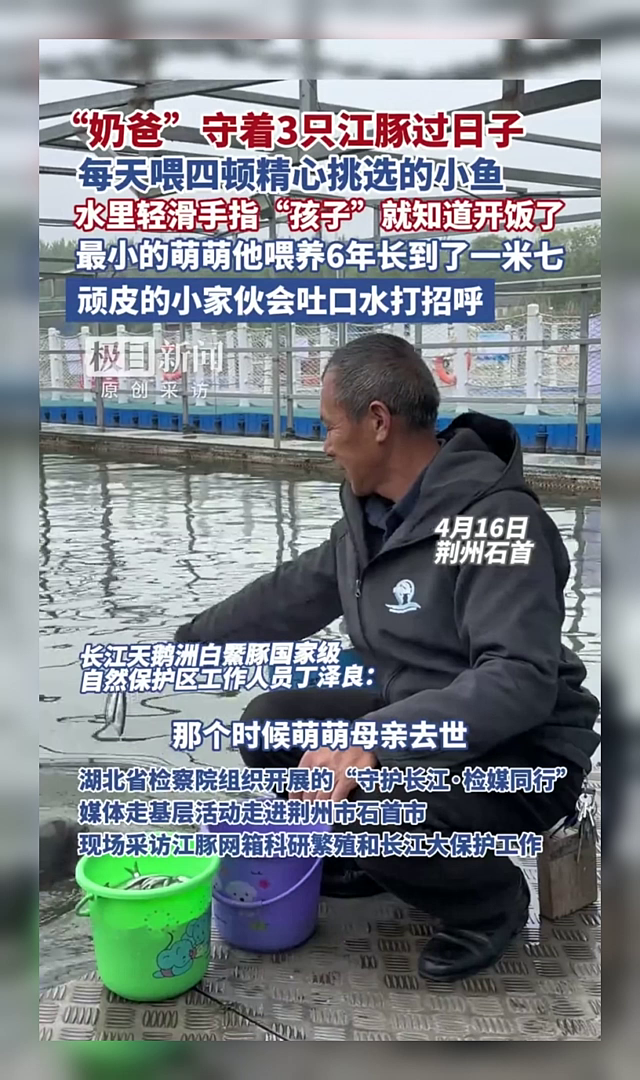 “奶爸”守着3只江豚过日子，每天喂四顿小鱼，最小的萌萌他喂养6年长到了一米七