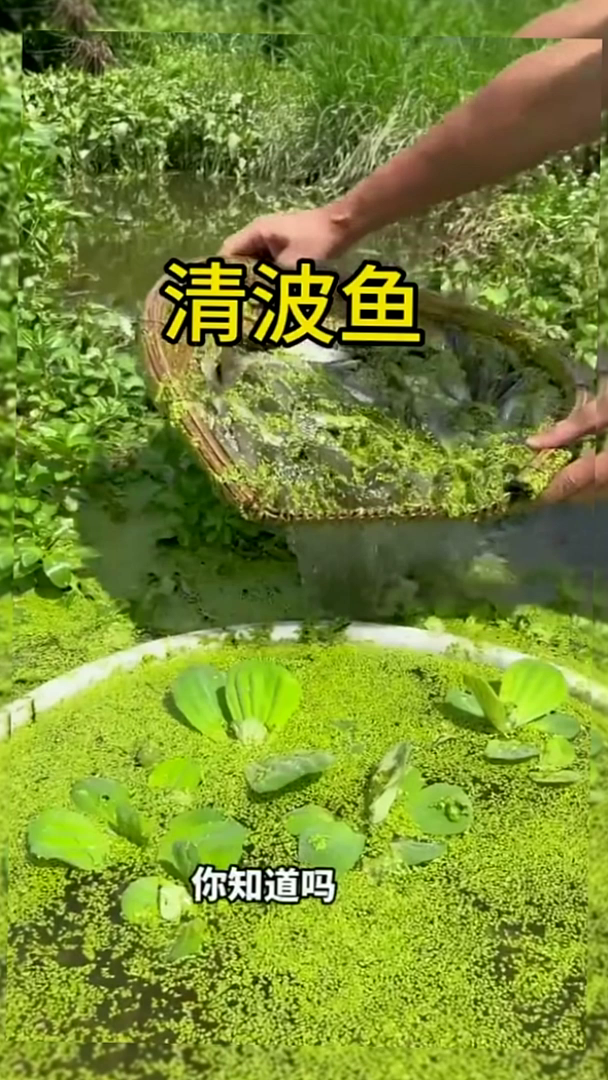 清波鱼，一年长2到3斤，养鱼达人亲测！