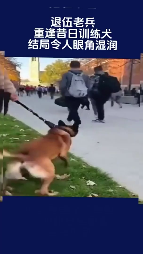 退伍老兵重逢昔日训练犬，结局令人眼角湿润