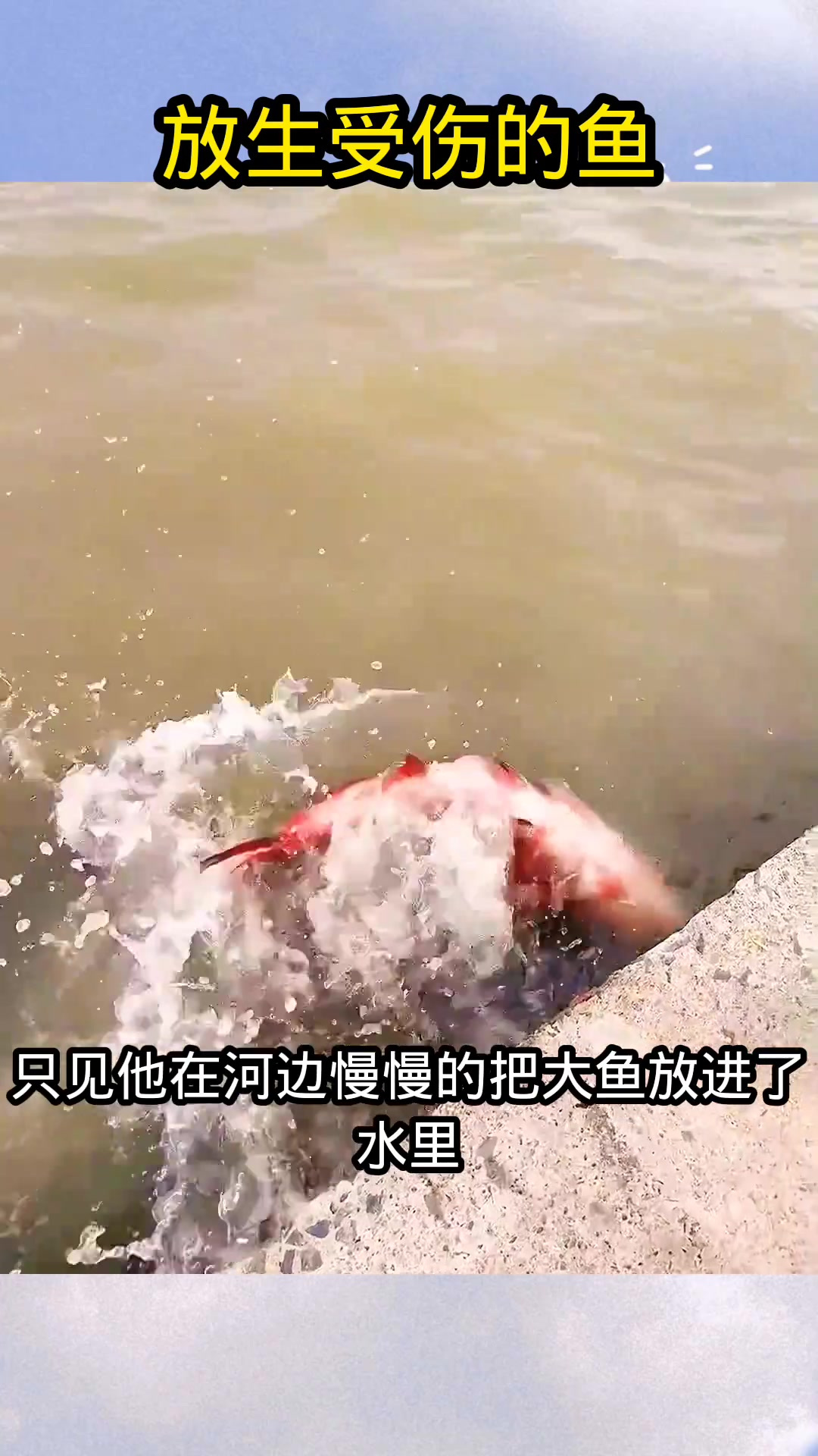 放生受伤的鱼,太有爱心了!
